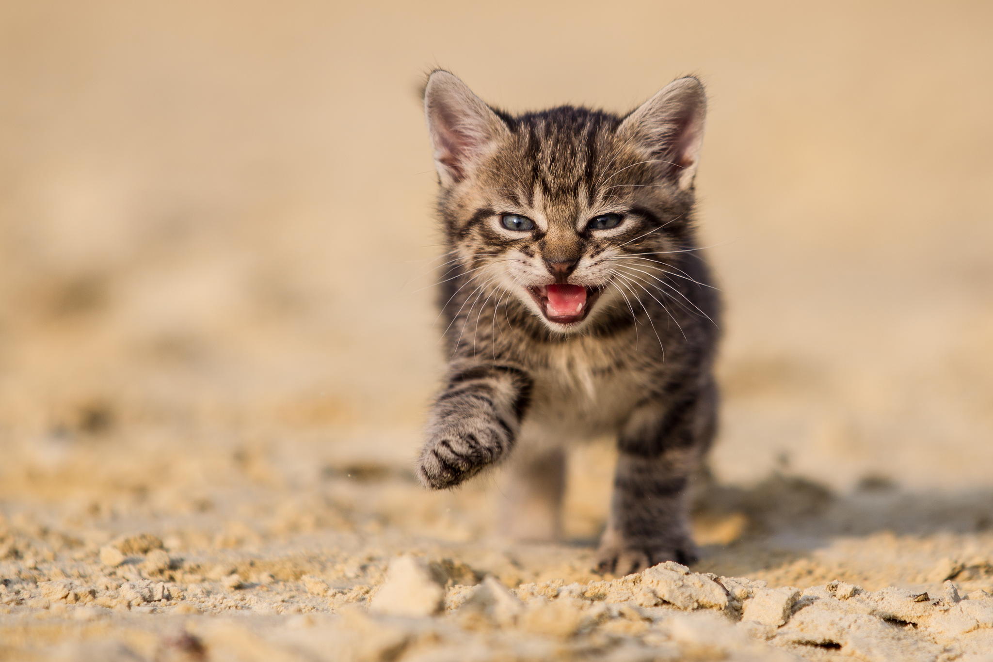 Téléchargez gratuitement l'image Animaux, Chats, Chat sur le bureau de votre PC