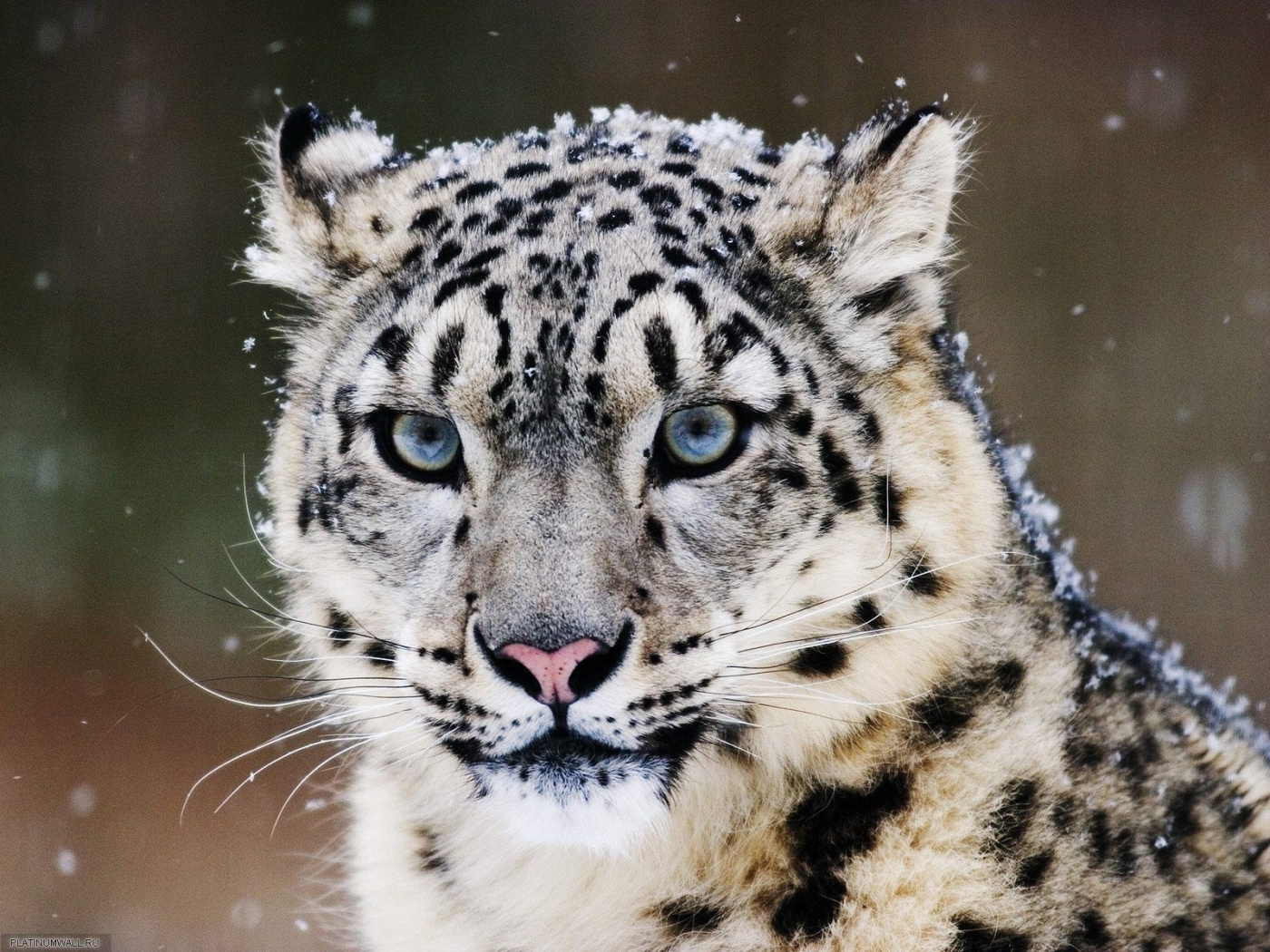 snow leopard, animals, gray QHD
