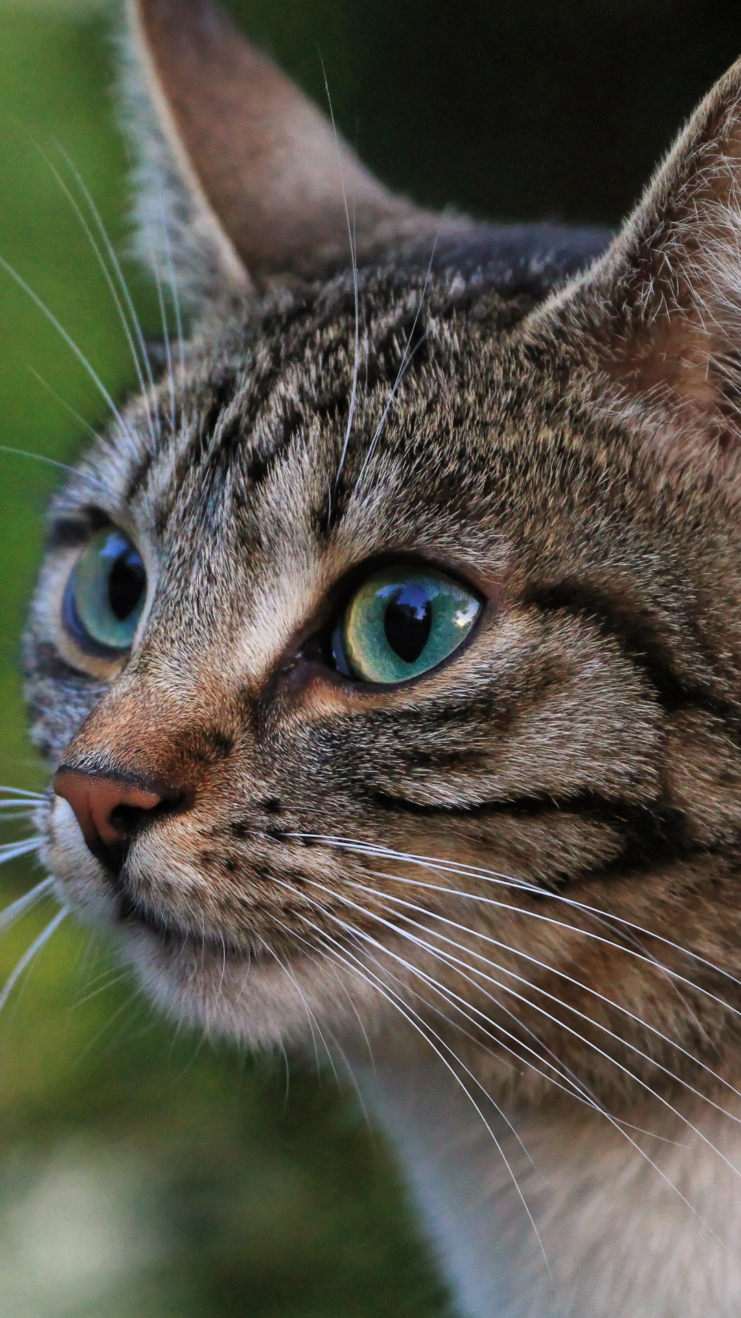 Handy-Wallpaper Tiere, Katzen, Makro, Katze kostenlos herunterladen.