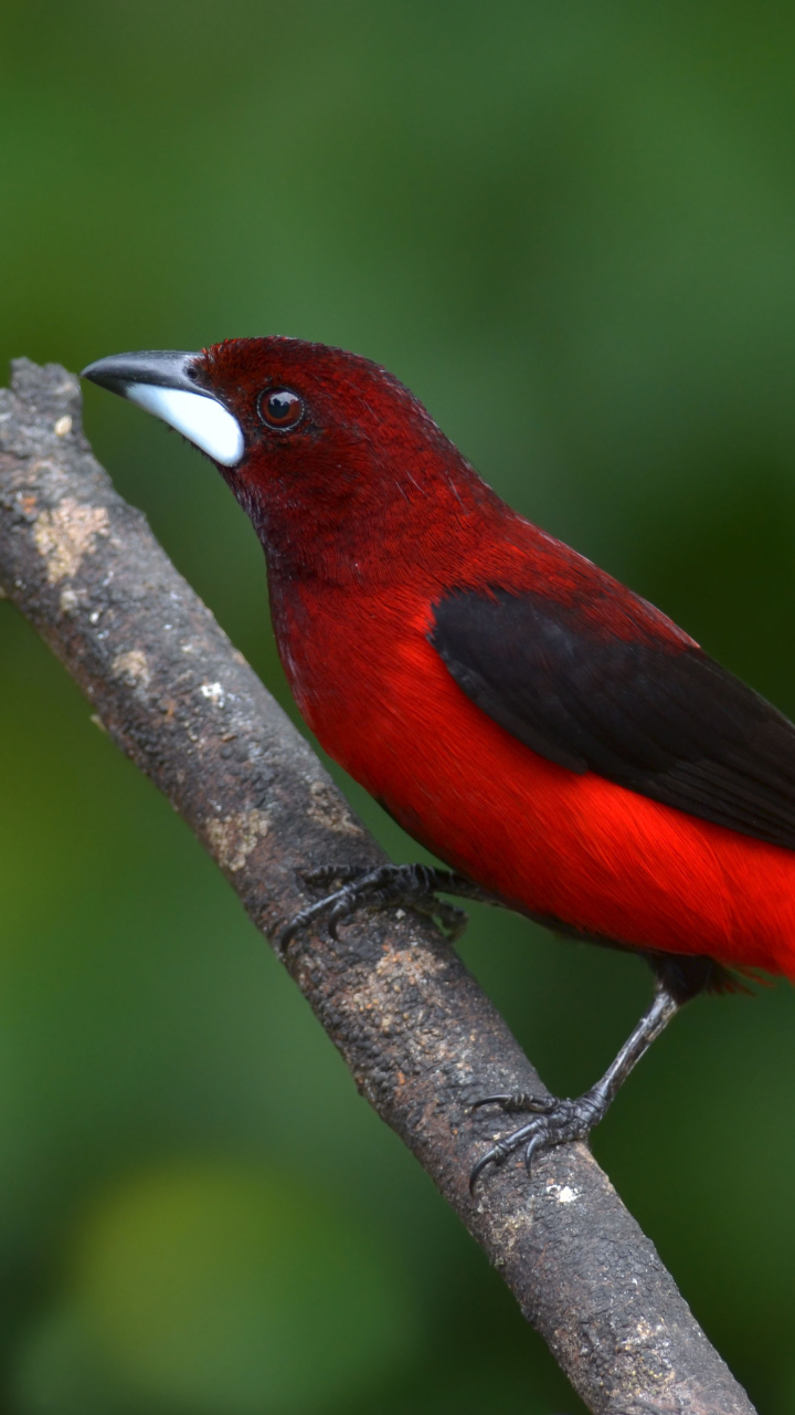 Download mobile wallpaper Birds, Bird, Animal, Ramphocelus for free.