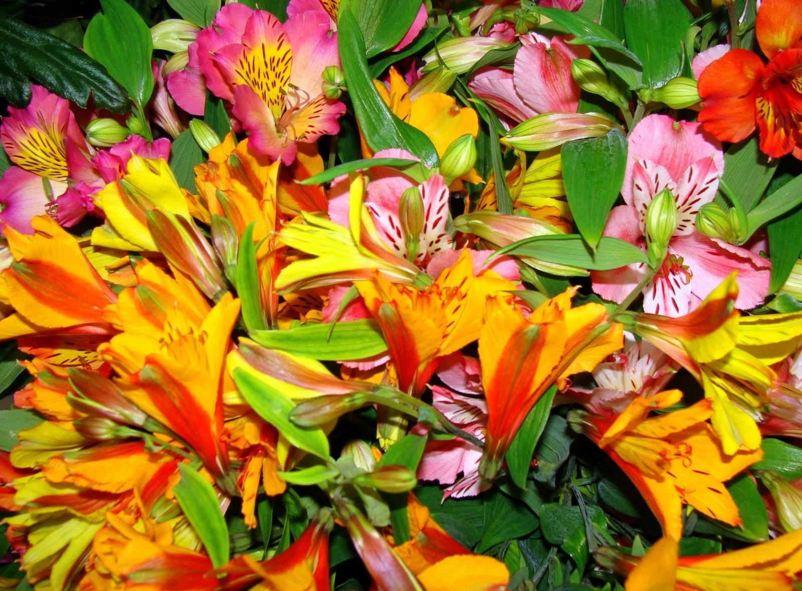 flowers, bright, alstroemeria, bouquet, colorful