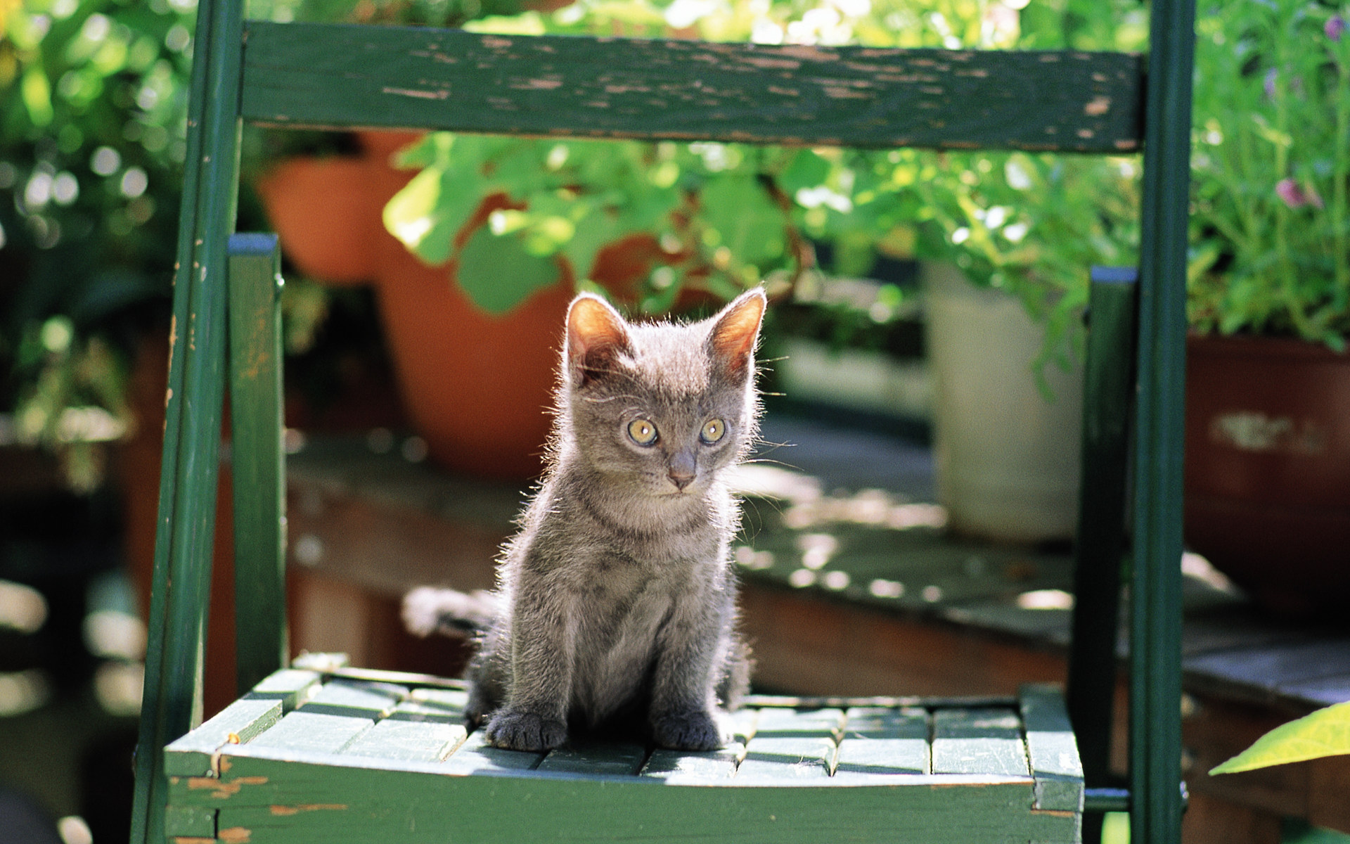 PCデスクトップに動物, ネコ, 猫画像を無料でダウンロード