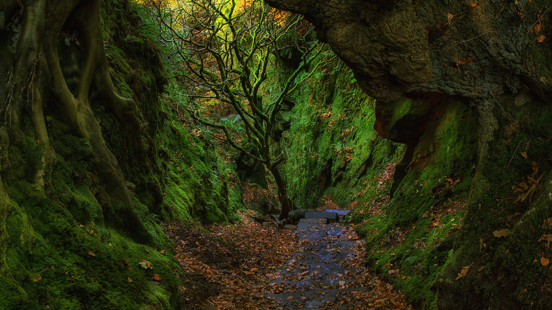 Скачать картинку Пещеры, Лес, Дерево, Зеленый, Пещера, Земля/природа в телефон бесплатно.