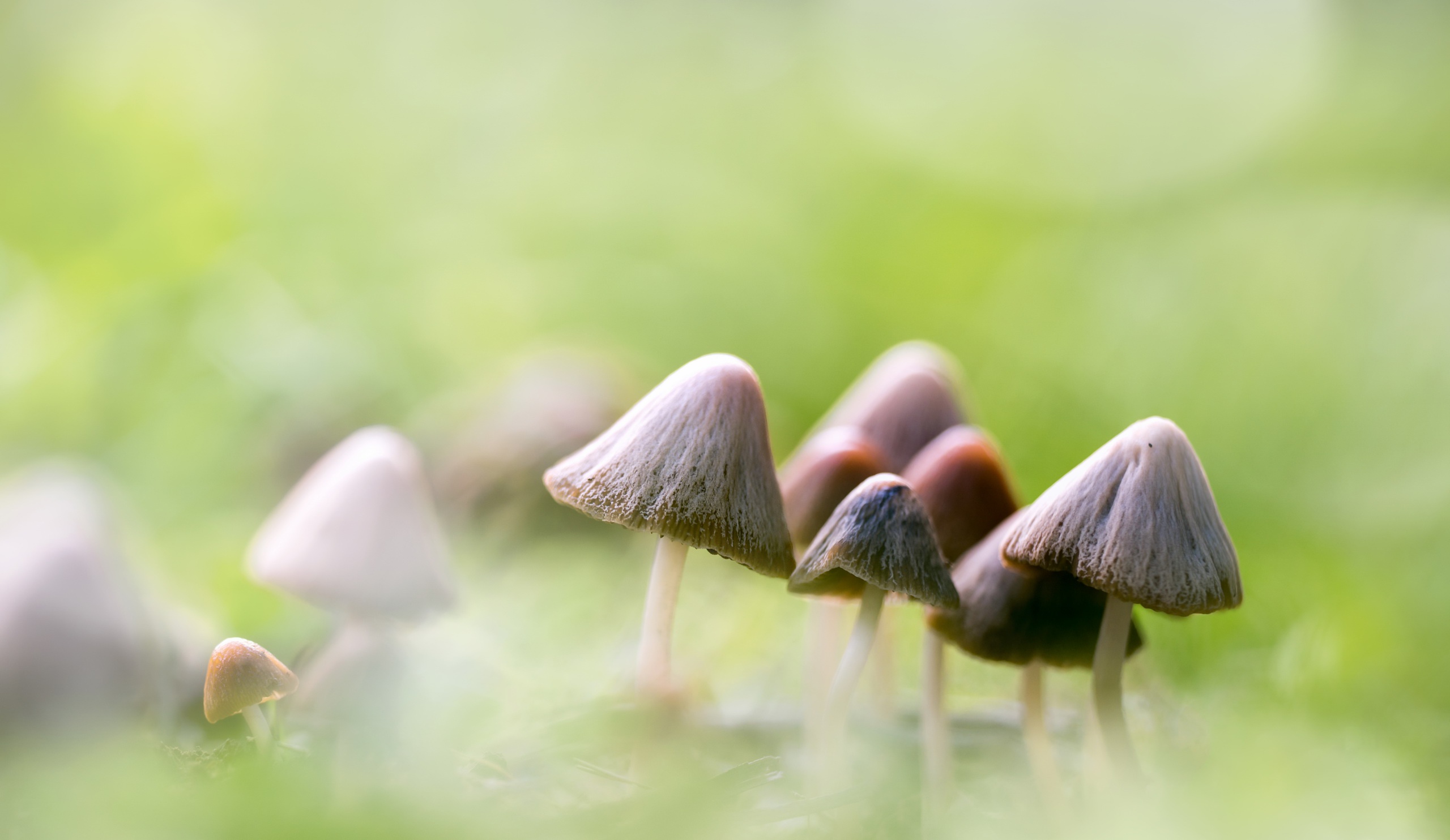 Download mobile wallpaper Nature, Macro, Earth, Mushroom for free.