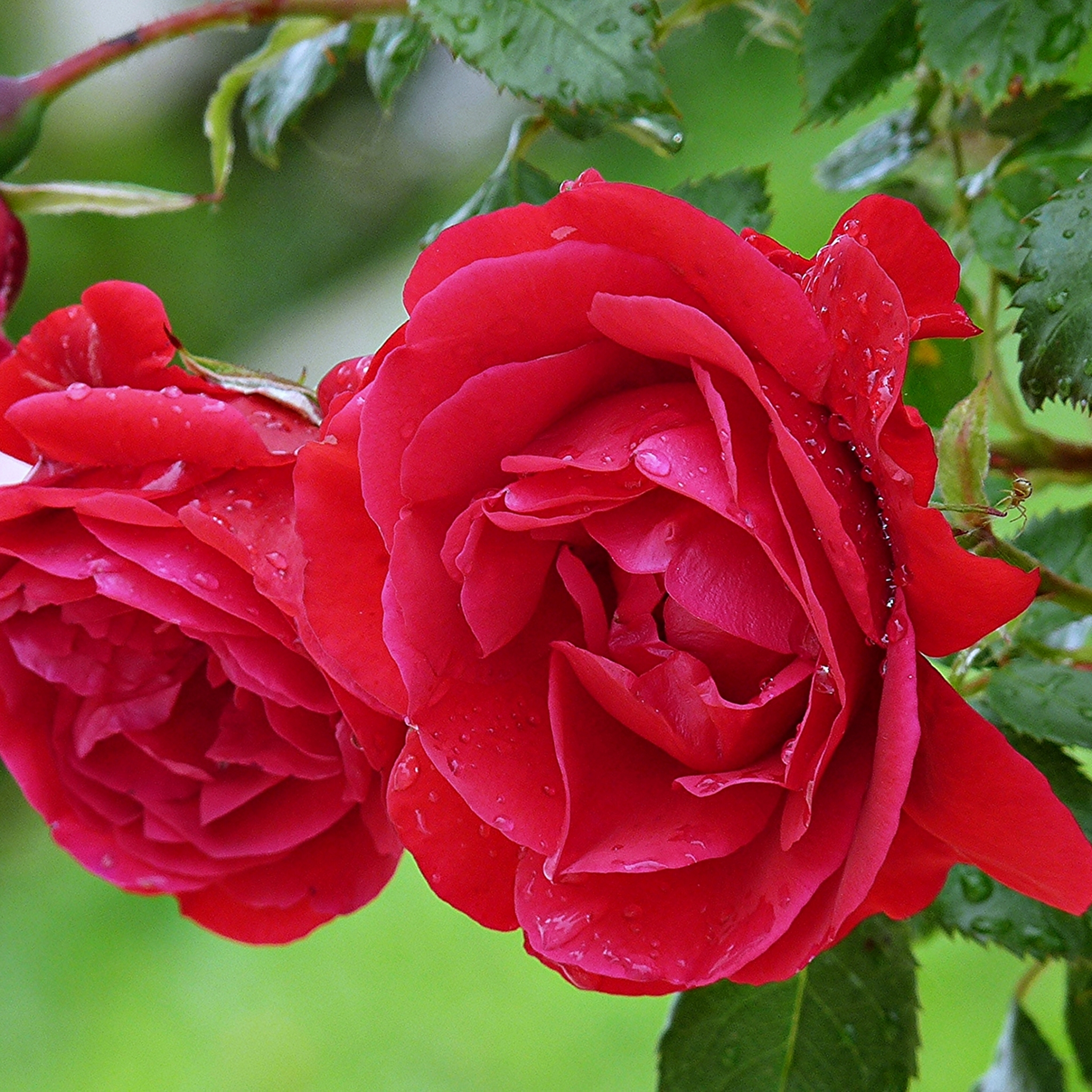 PCデスクトップに自然, フラワーズ, 花, 薔薇, 地球, 春, 赤いバラ, 赤い花画像を無料でダウンロード