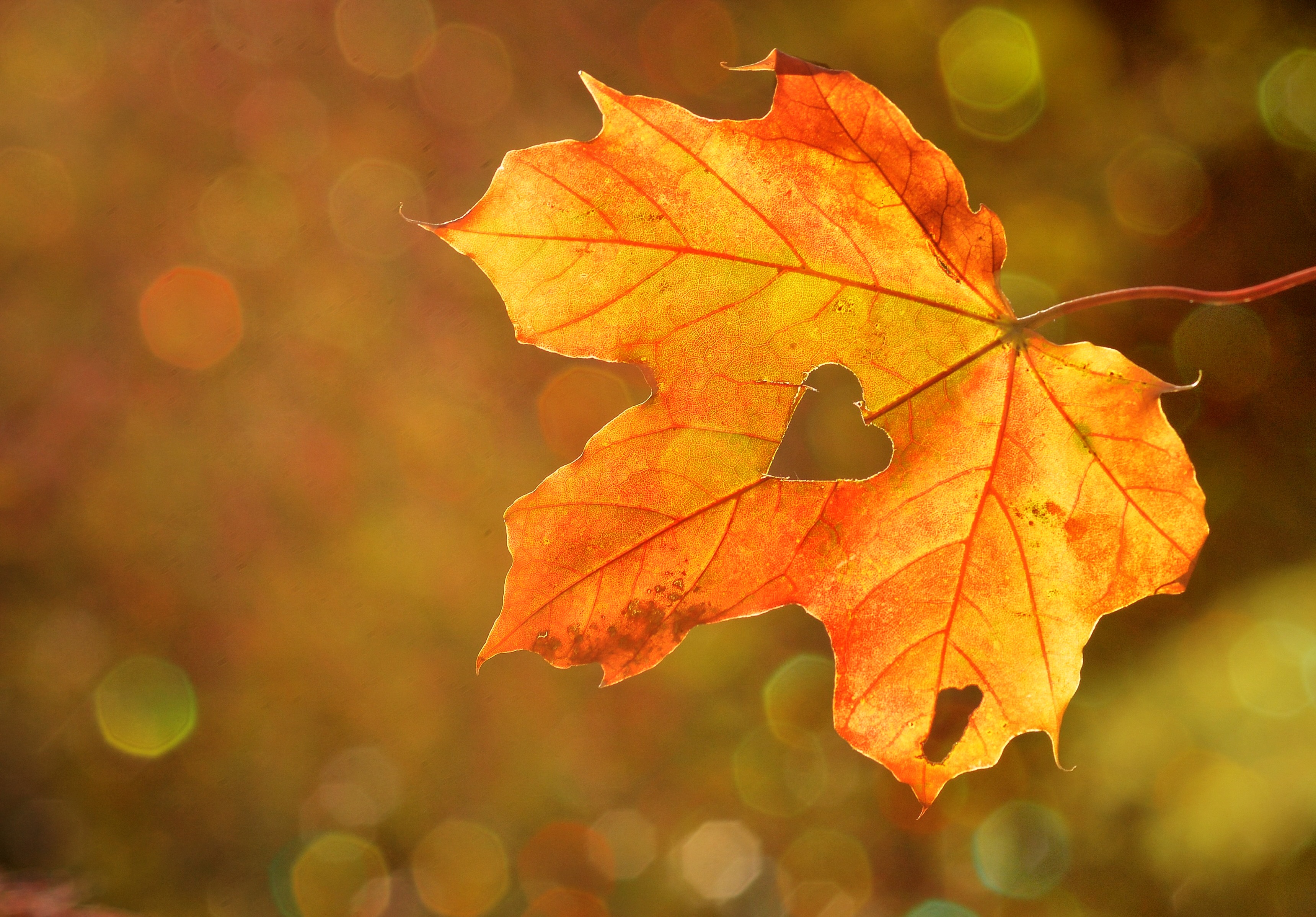 Handy-Wallpaper Natur, Herbst, Blatt, Bokeh, Erde/natur, Herzförmig kostenlos herunterladen.