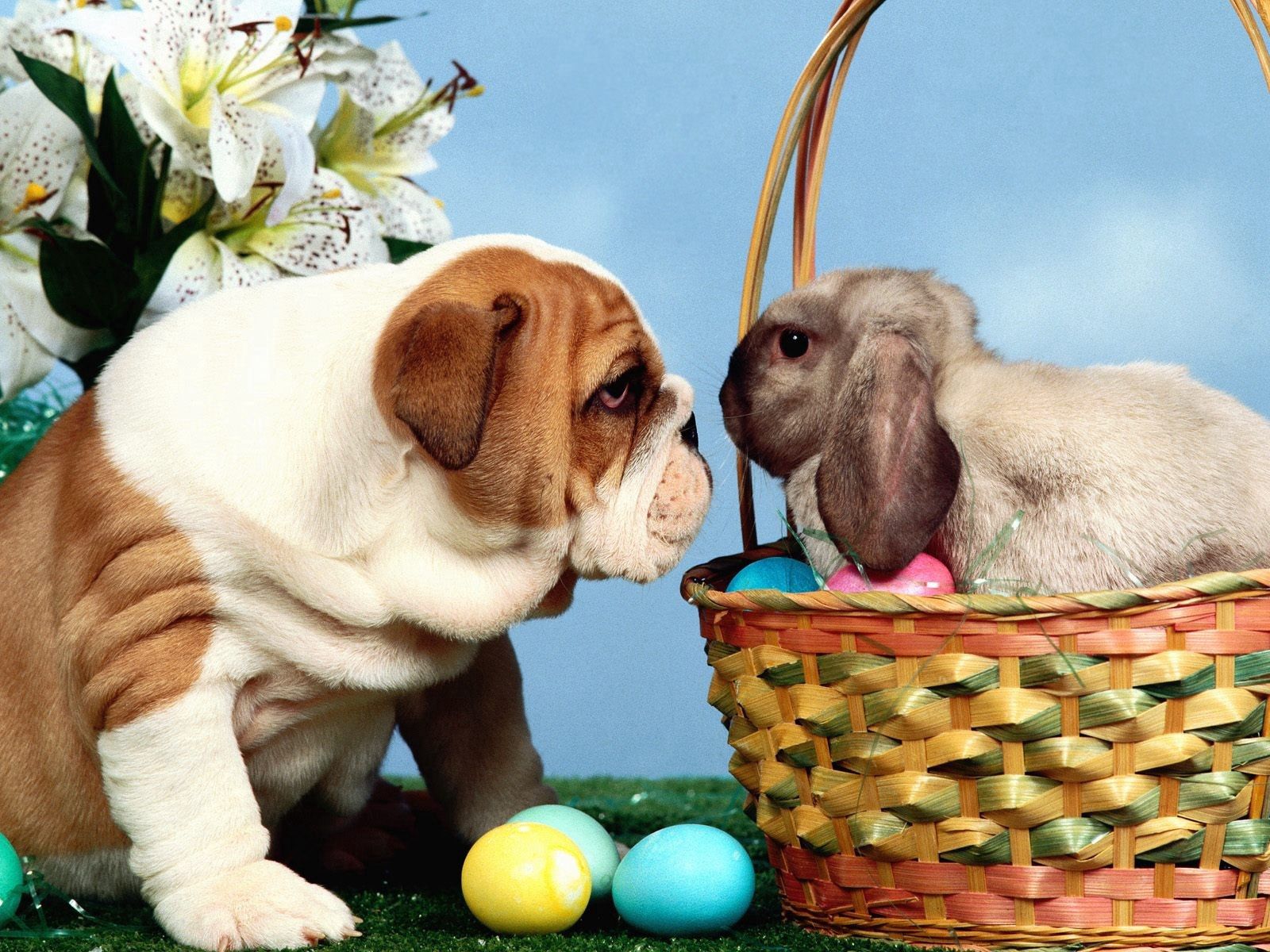 Handy-Wallpaper Hund, Korb, Tiere, Eggs, Kaninchen, Ostern kostenlos herunterladen.