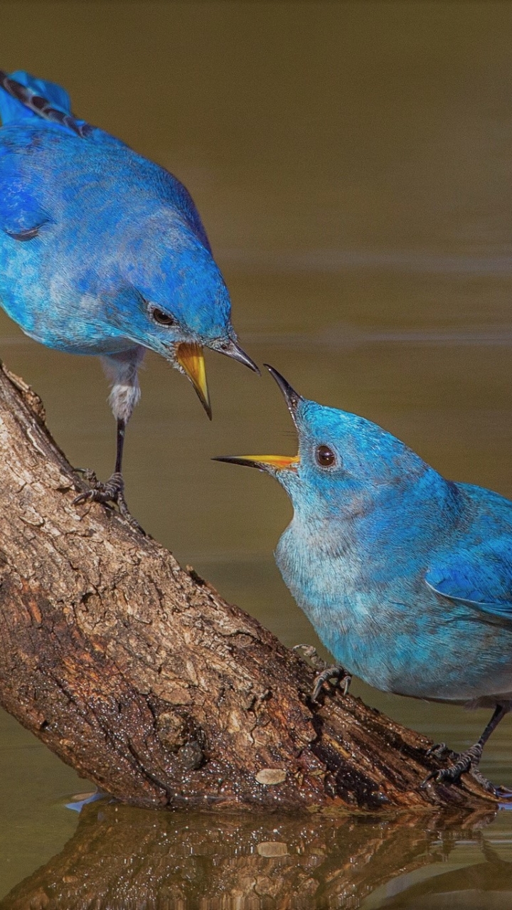 Baixar papel de parede para celular de Animais, Aves, Pássaro gratuito.