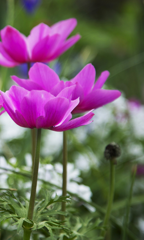 Descarga gratuita de fondo de pantalla para móvil de Flores, Flor, Tierra/naturaleza.