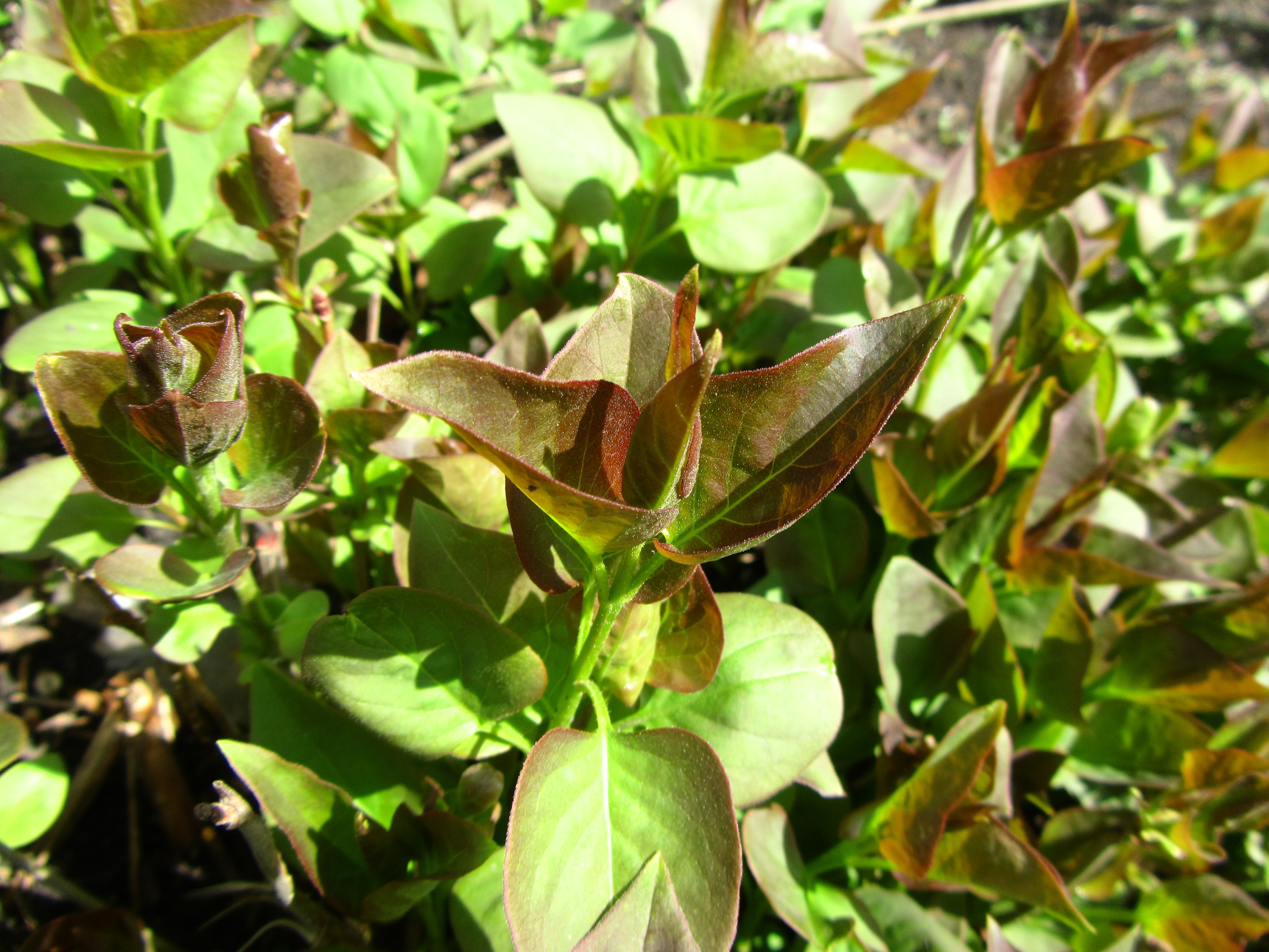 Descarga gratis la imagen Planta, Tierra/naturaleza en el escritorio de tu PC