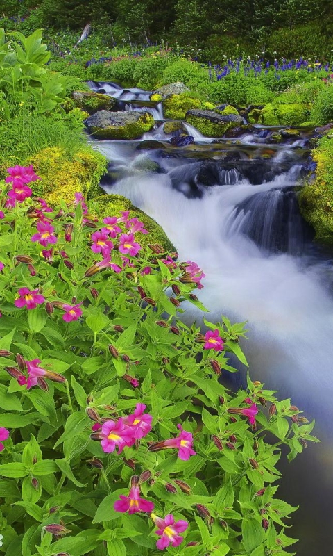 Descarga gratuita de fondo de pantalla para móvil de Hierba, Flor, Musgo, Césped, Primavera, Chorro, Flor Purpura, Tierra/naturaleza.