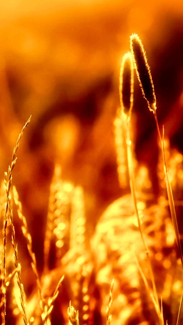 Download mobile wallpaper Nature, Wheat, Blur, Earth for free.