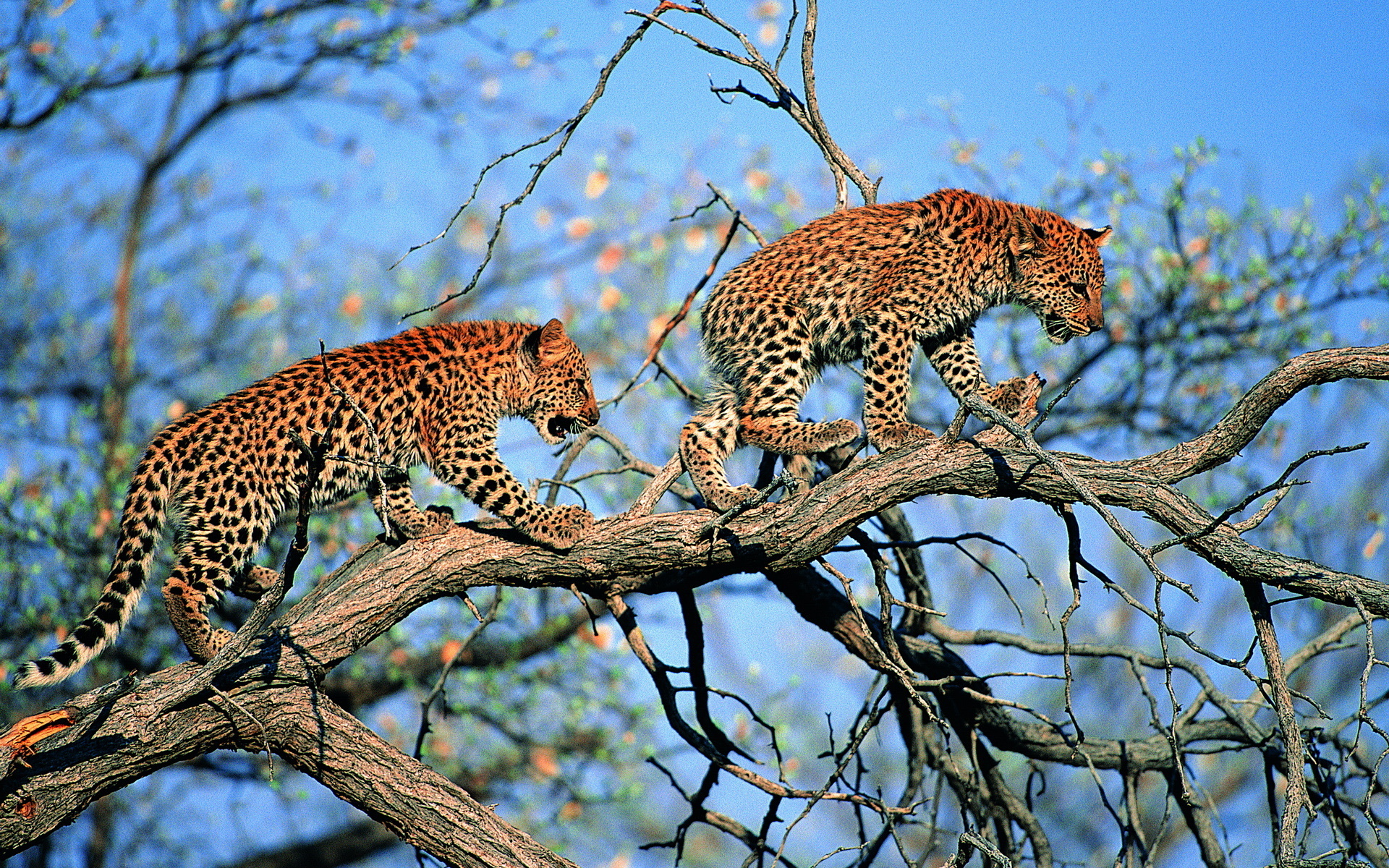 Handy-Wallpaper Jungtier, Leopard, Katzen, Baum, Tiere kostenlos herunterladen.