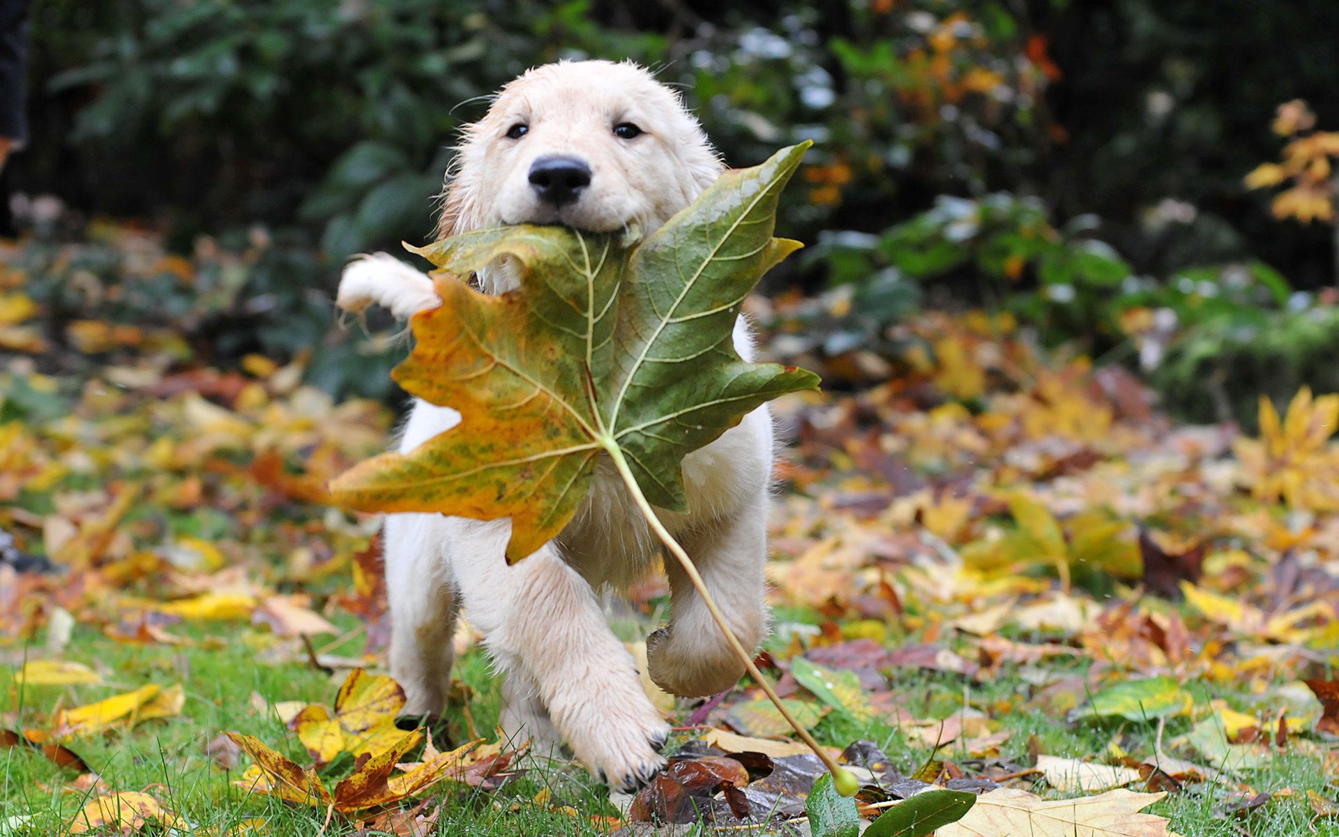 Baixe gratuitamente a imagem Animais, Outono, Folha, Cachorro, Fugir, Correr, Cão, Cachorrinho na área de trabalho do seu PC