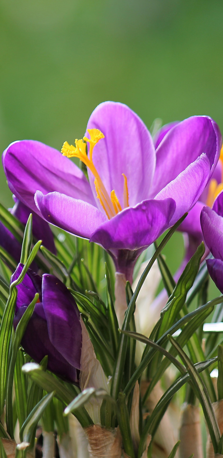 Скачать картинку Цветок, Весна, Крокус, Фиолетовый Цветок, Земля/природа, Флауэрсы в телефон бесплатно.