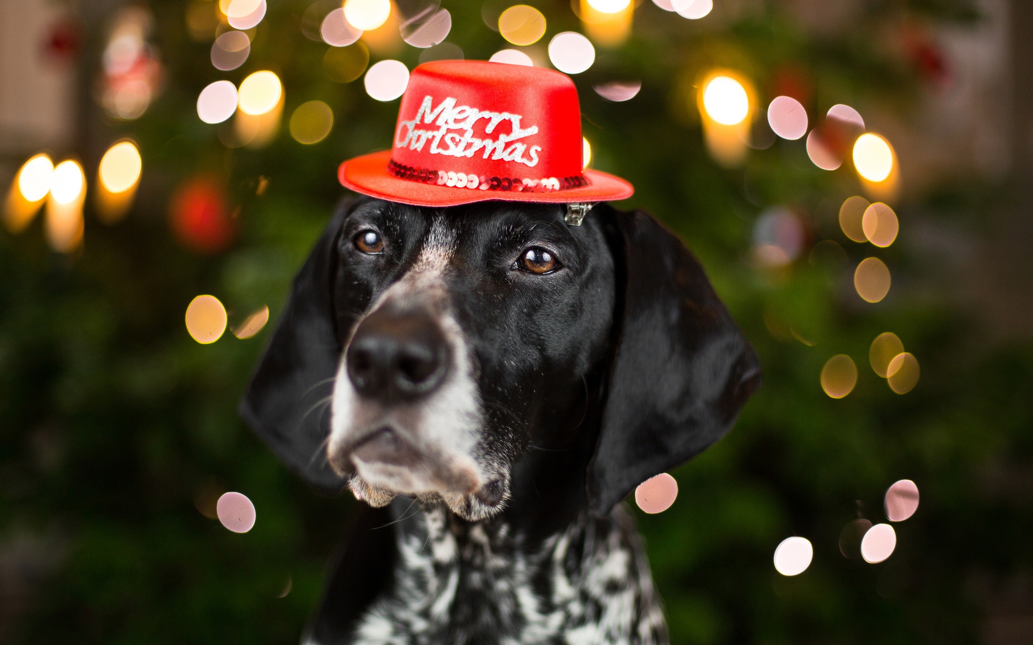 Free download wallpaper Dogs, Dog, Animal, Bokeh, Merry Christmas on your PC desktop