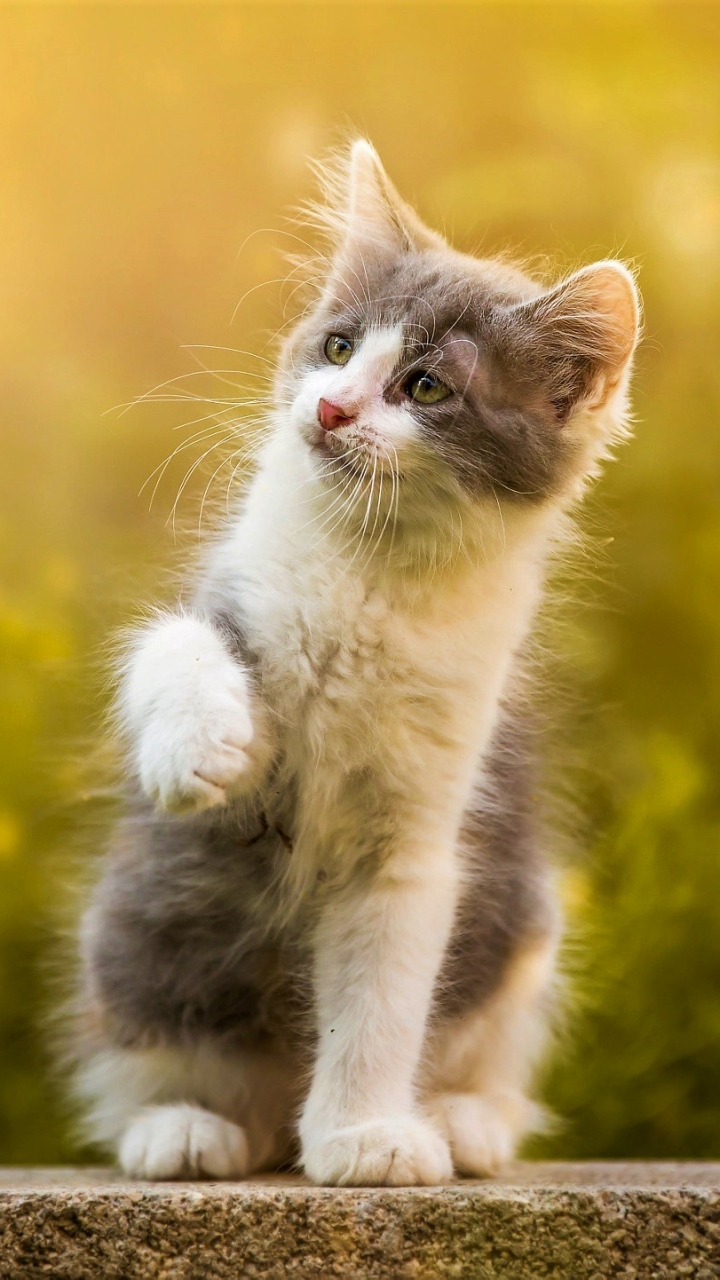 Download mobile wallpaper Cats, Cat, Kitten, Butterfly, Animal, Cute, Baby Animal for free.