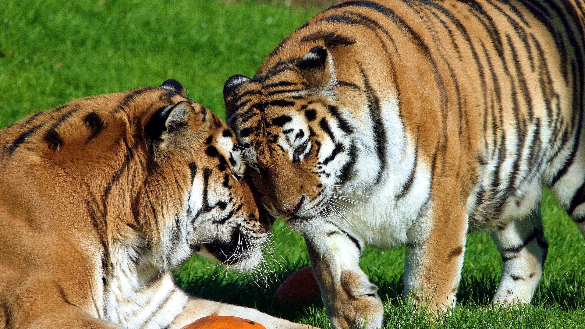 65394 скачать картинку большие кошки, животные, тигры, пара, хищники - обои и заставки бесплатно