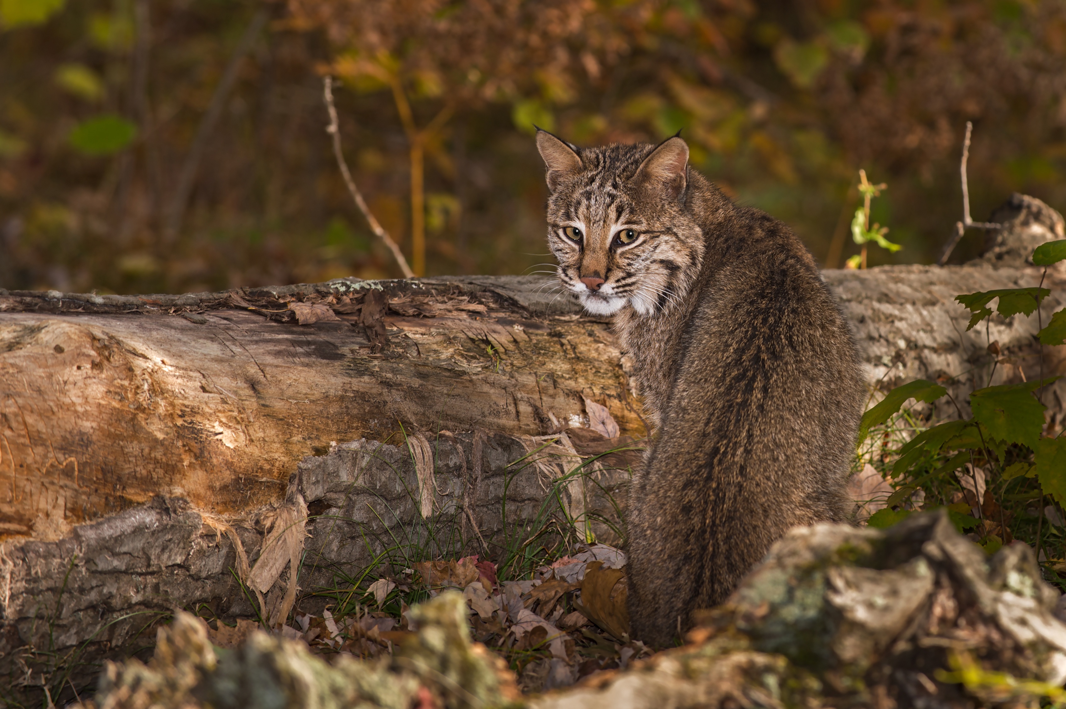 Download mobile wallpaper Cats, Animal, Lynx for free.