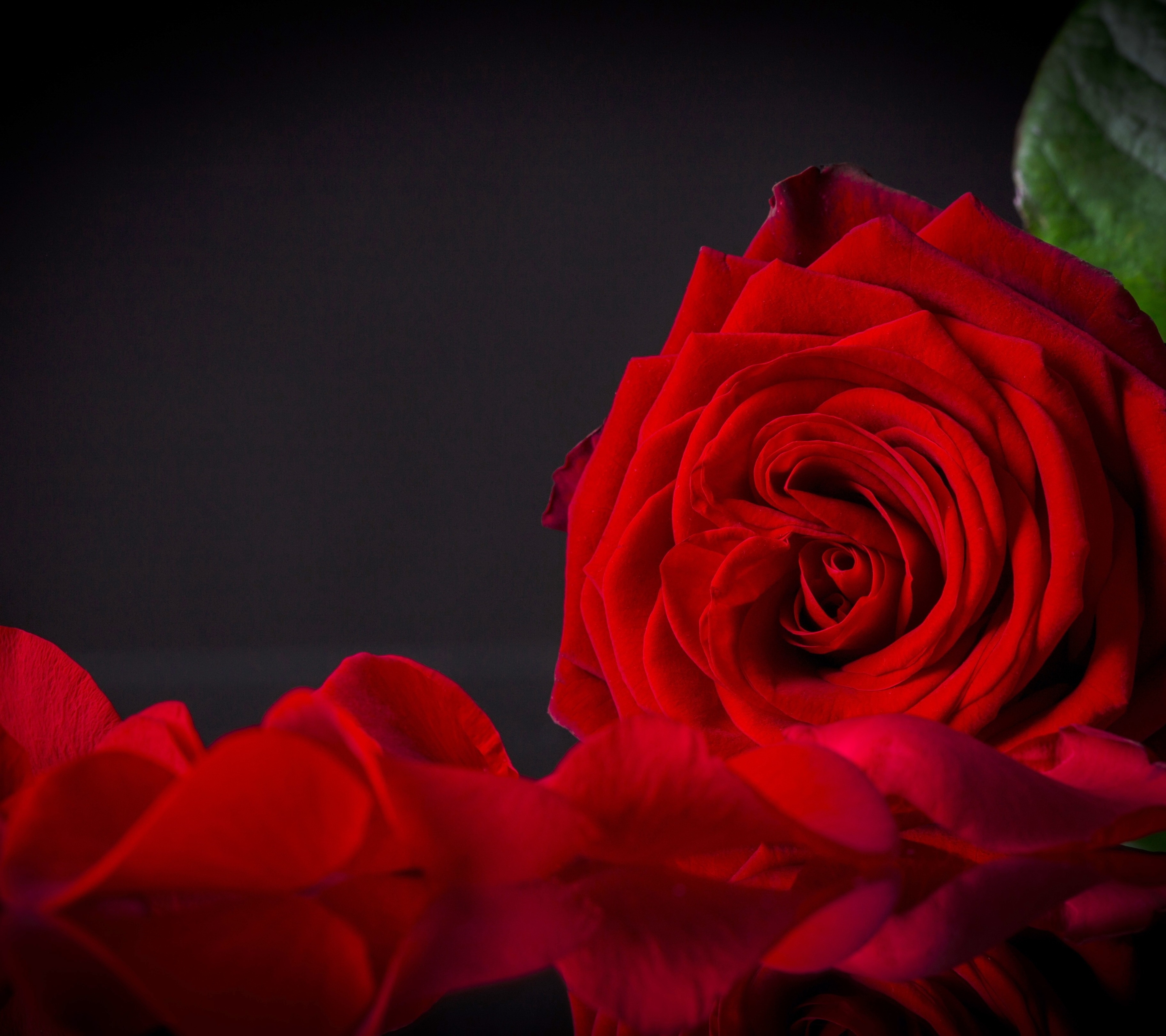 無料モバイル壁紙フラワーズ, 薔薇, 閉じる, 地球, 花弁, 赤い花をダウンロードします。