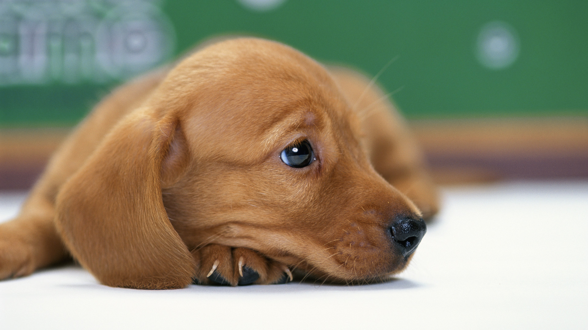 Baixar papel de parede para celular de Animais, Cão gratuito.