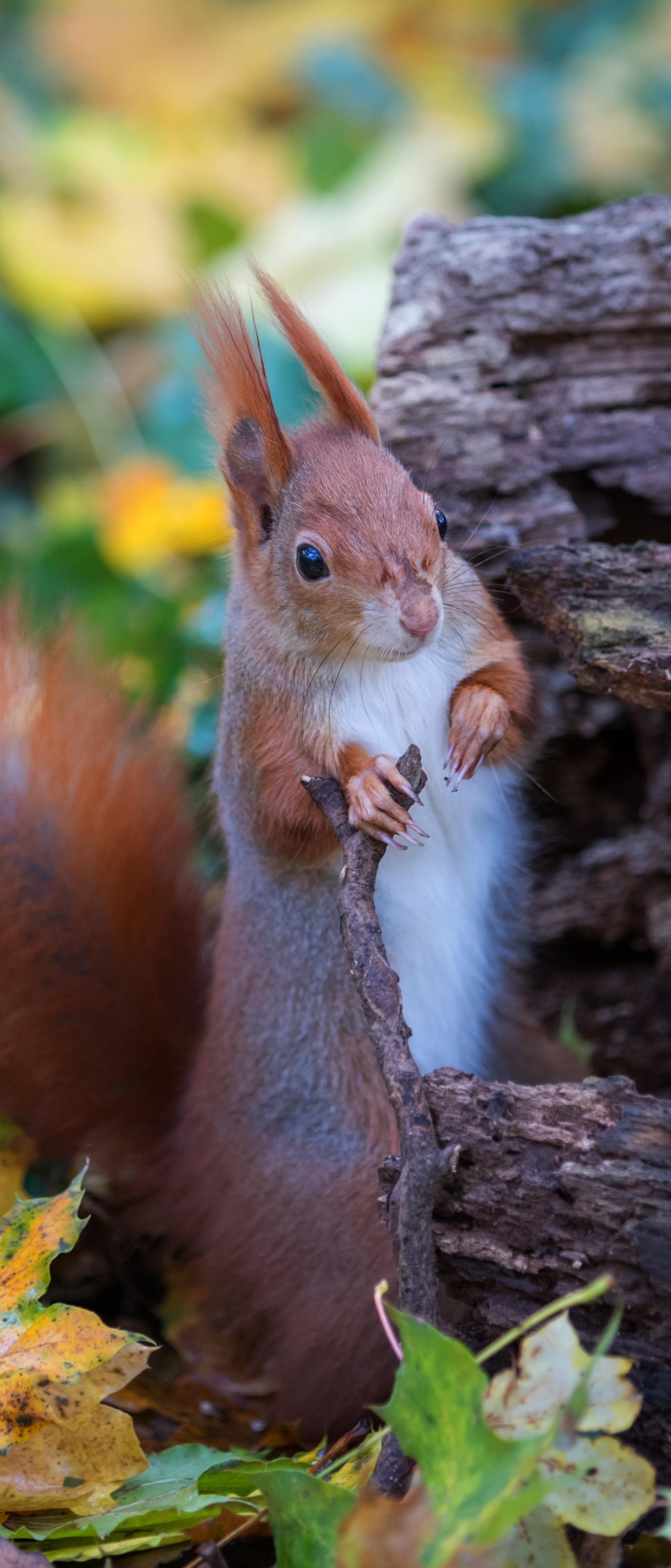 Download mobile wallpaper Squirrel, Animal, Rodent for free.