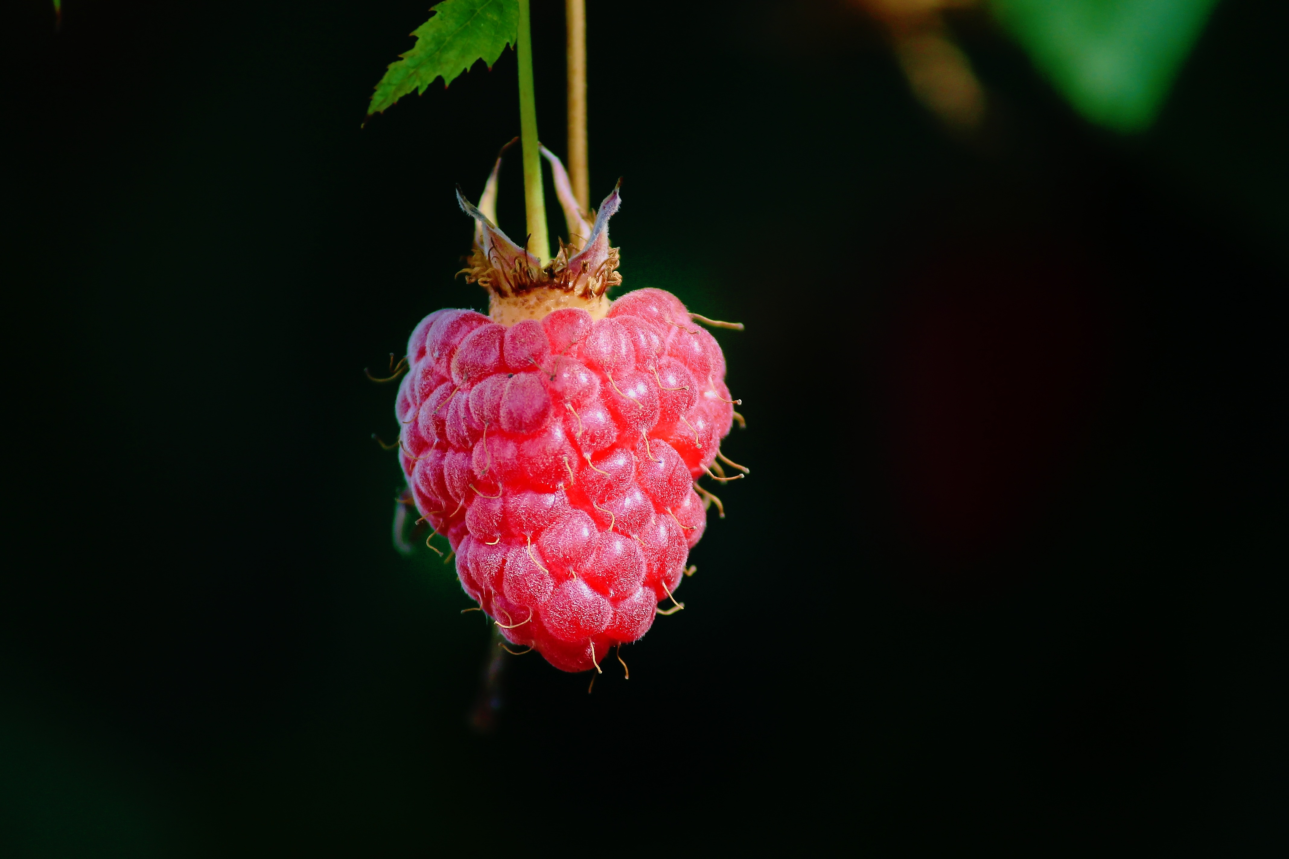 Download mobile wallpaper Macro, Berry, Raspberry for free.