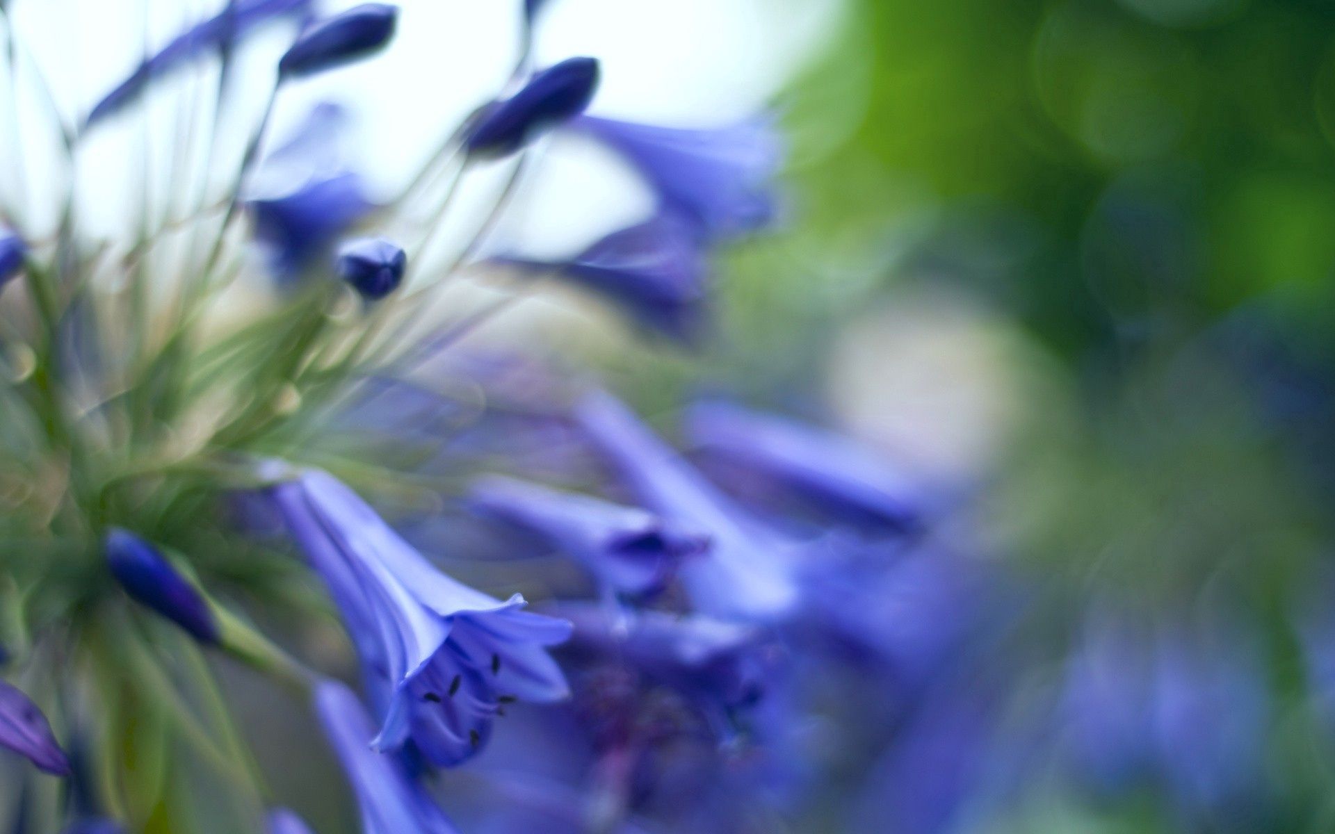 Descarga gratis la imagen Hojas, Flores, Macro, Hierba en el escritorio de tu PC