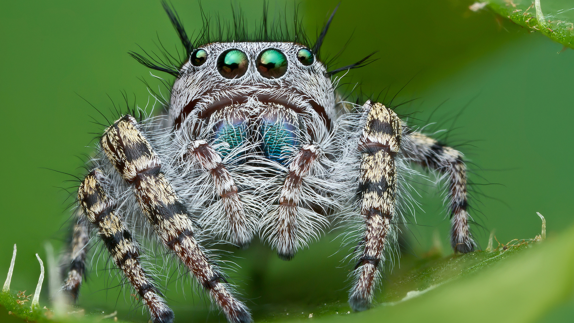 Free download wallpaper Animal, Spider, Jumping Spider on your PC desktop