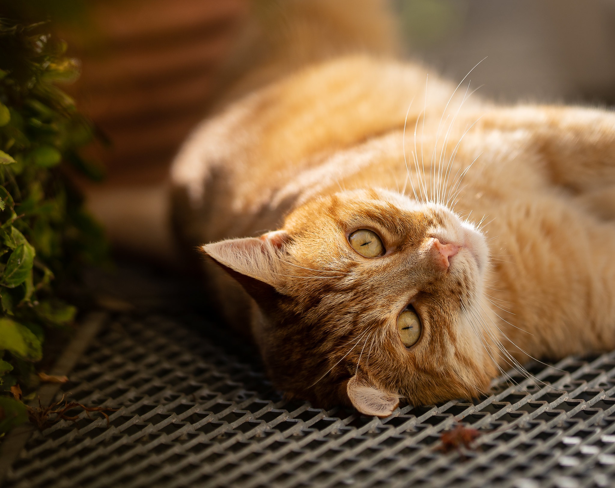 Baixar papel de parede para celular de Gato, Gatos, Animais gratuito.