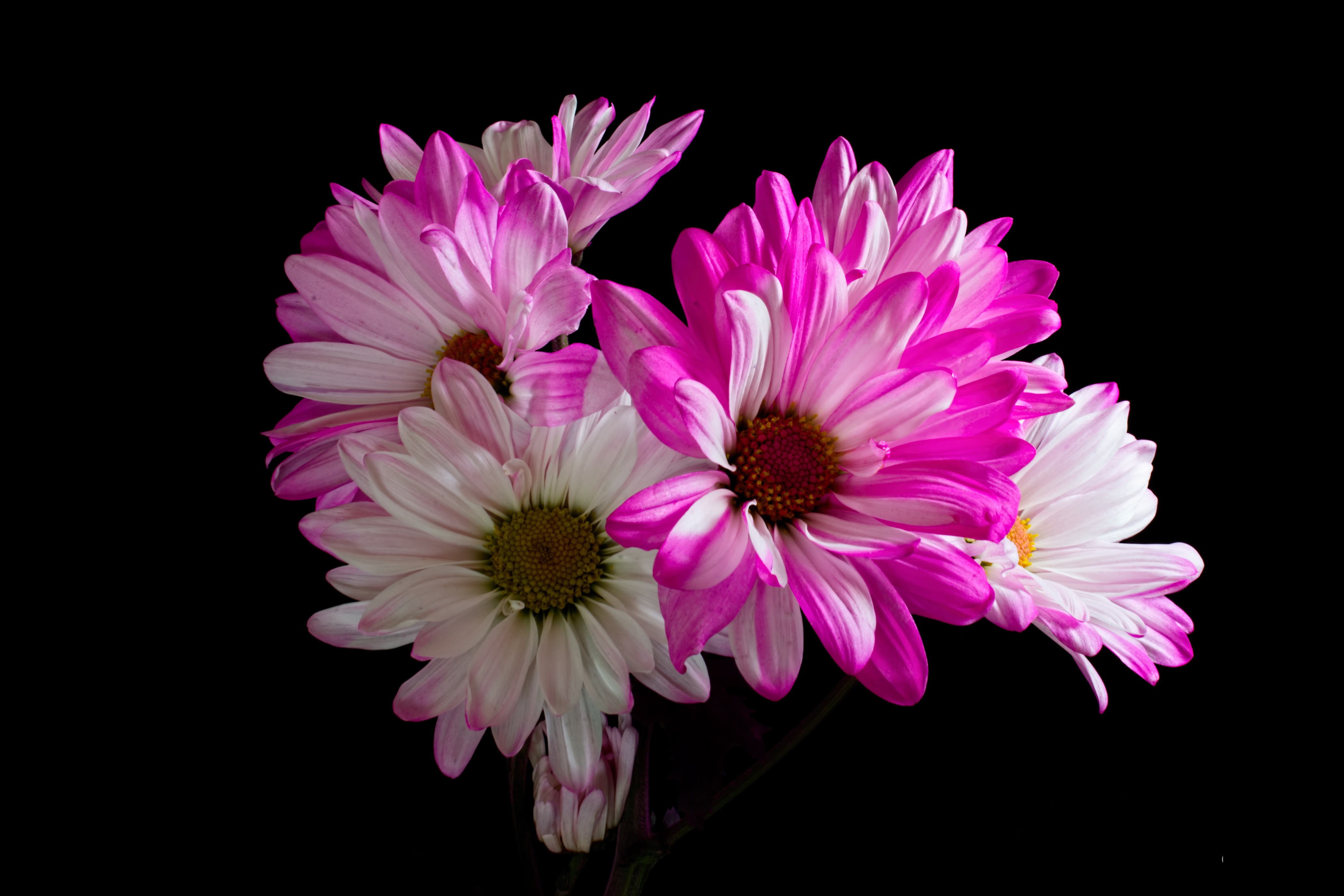 Descarga gratuita de fondo de pantalla para móvil de Flores, Crisantemo, Flor, Tierra/naturaleza.