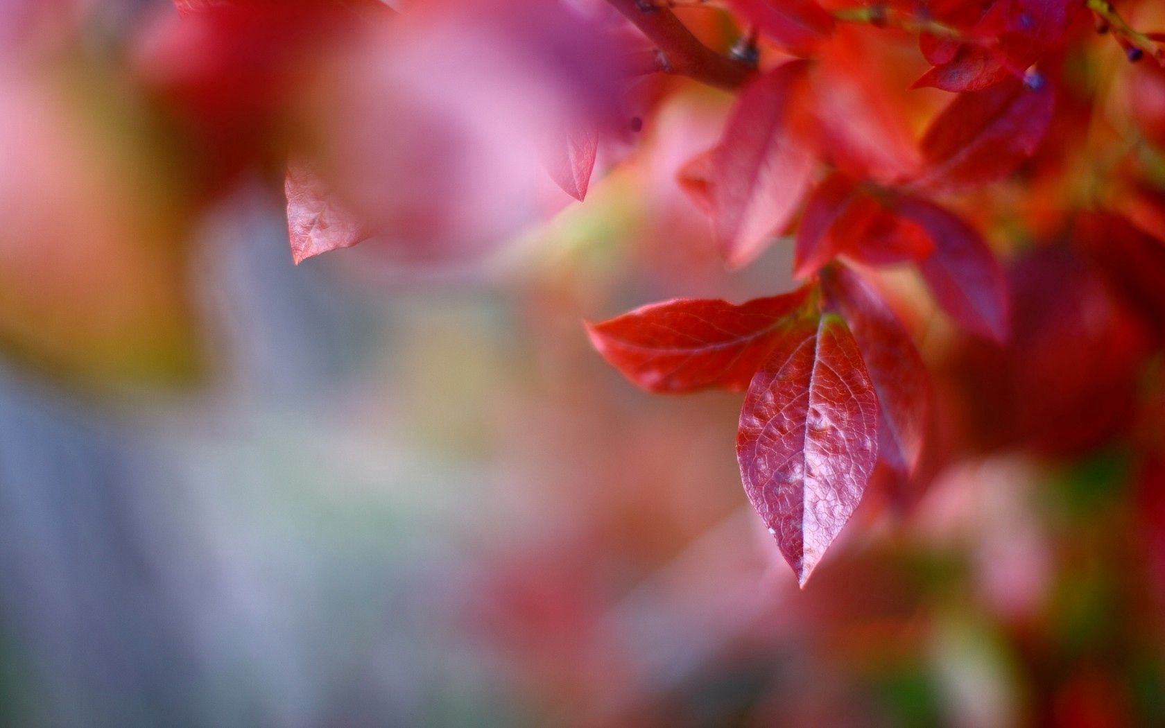 無料モバイル壁紙自然, 木, 葉, 大きい, マクロ, ブランチ, 枝, 赤い, 秋をダウンロードします。