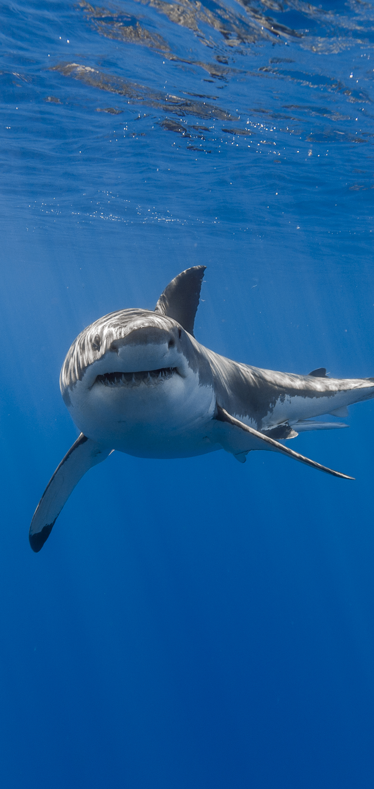Download mobile wallpaper Sharks, Animal, Fish, Underwater, Shark, Sea Life for free.