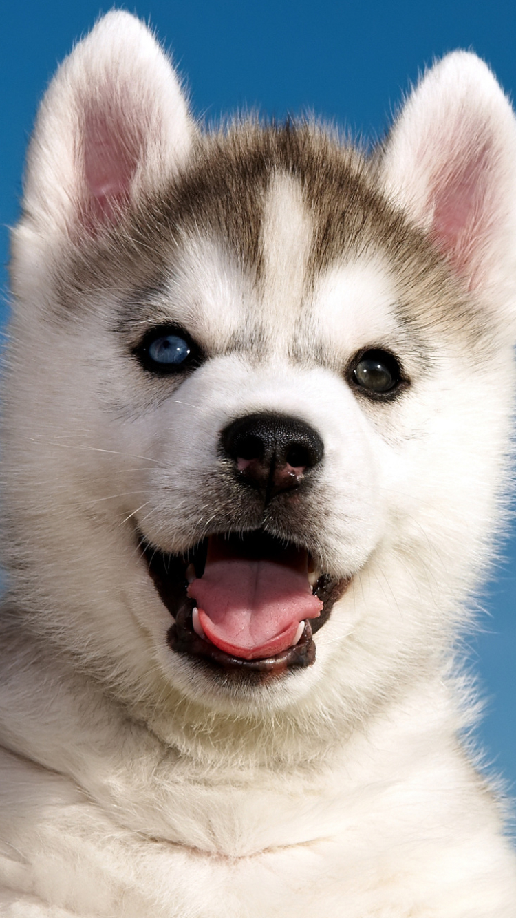 Download mobile wallpaper Dogs, Dog, Animal, Puppy, Husky for free.