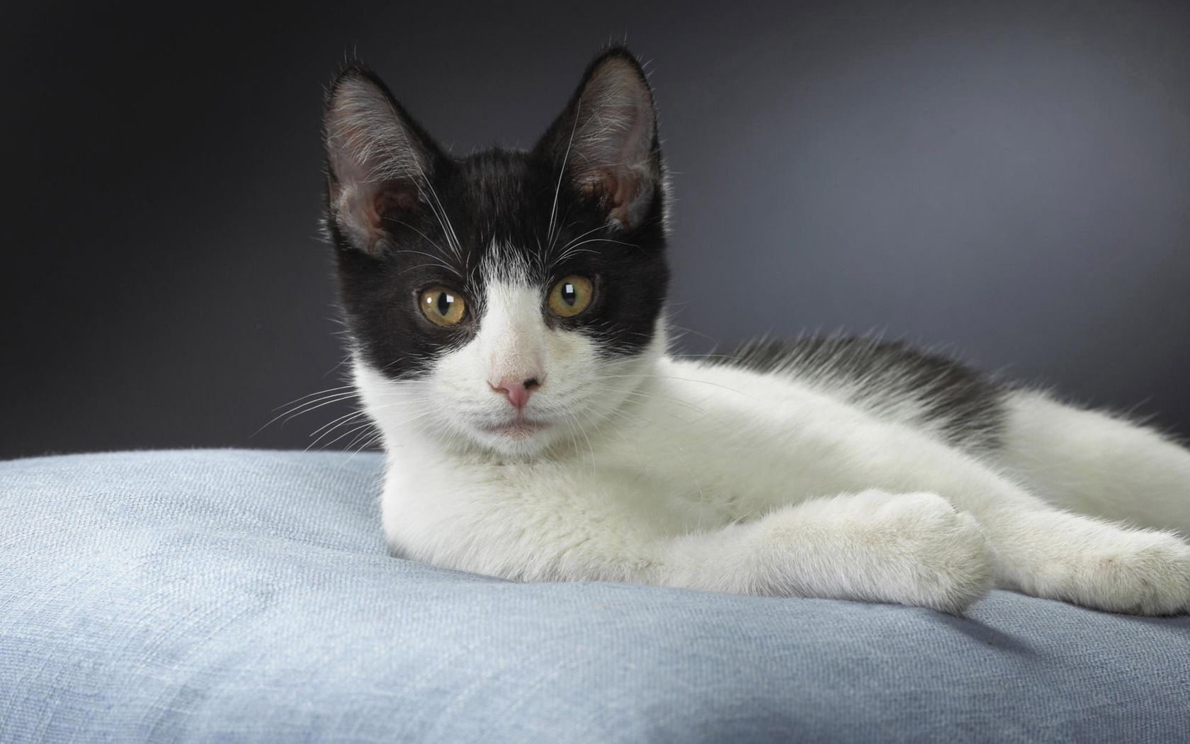 PCデスクトップにネコ, 動物, 嘘, 荒誕, 黒い, 白い, 猫画像を無料でダウンロード