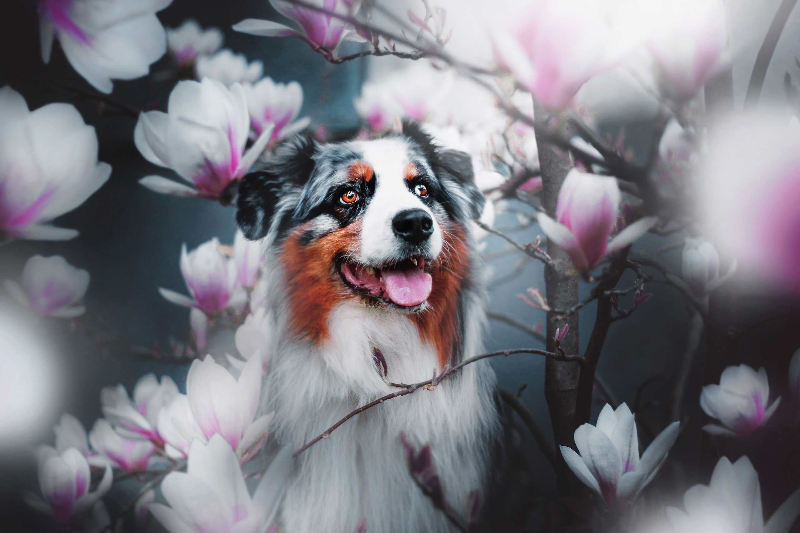 Download mobile wallpaper Dogs, Flower, Dog, Muzzle, Animal, Australian Shepherd, Blossom for free.