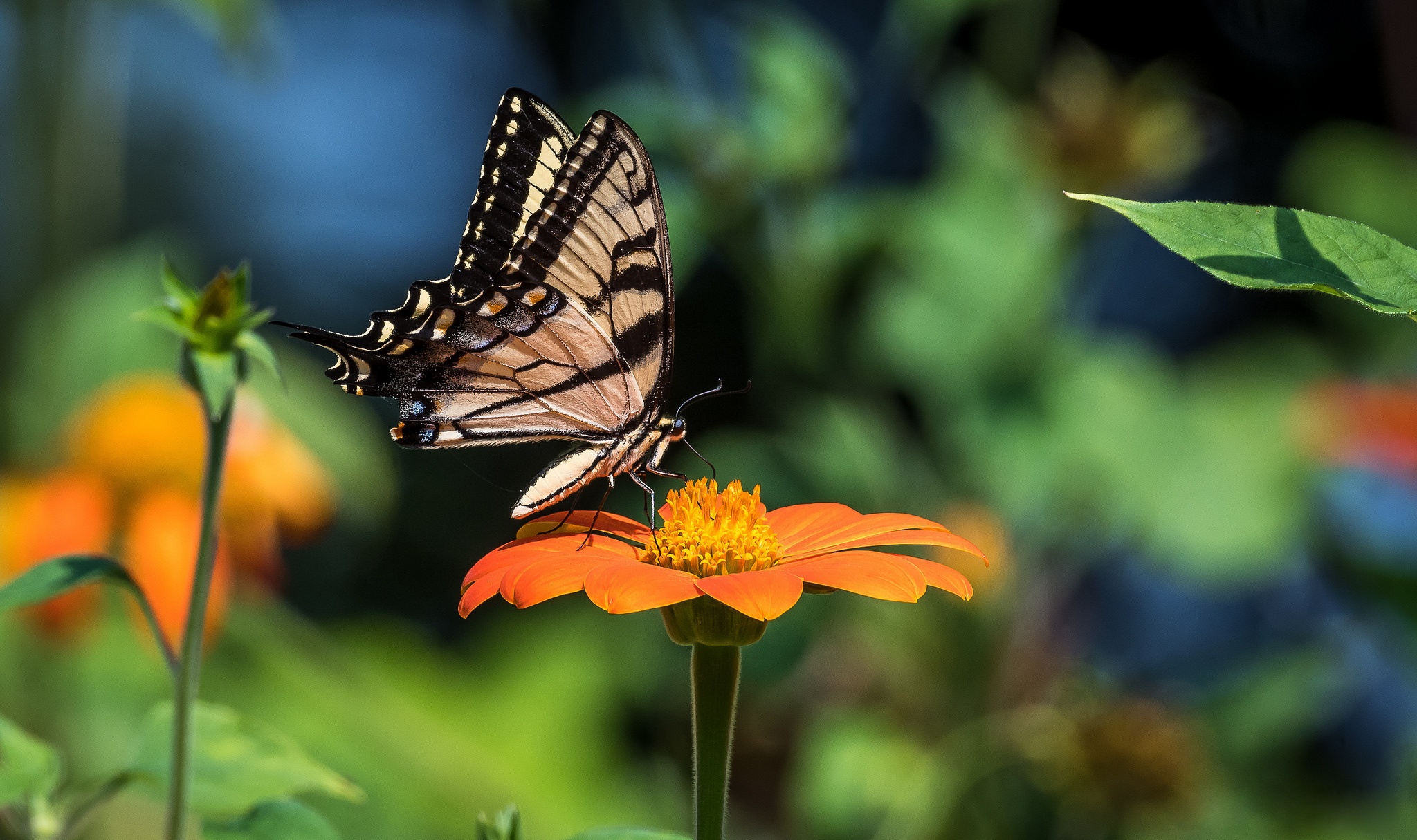 Laden Sie das Tiere, Schmetterlinge, Blume, Makro, Insekt-Bild kostenlos auf Ihren PC-Desktop herunter