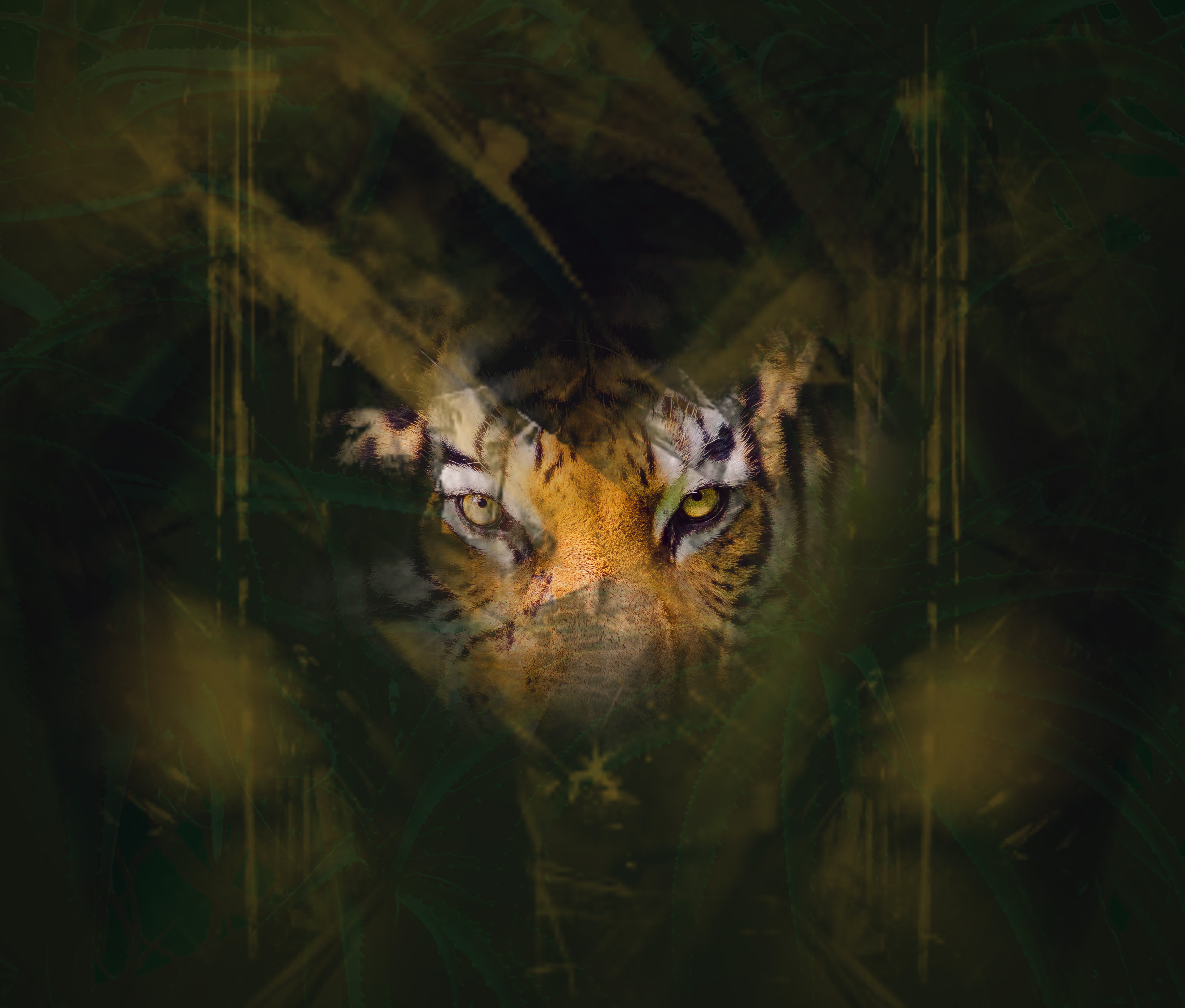 animals, eyes, hide, sight, opinion, tiger Full HD