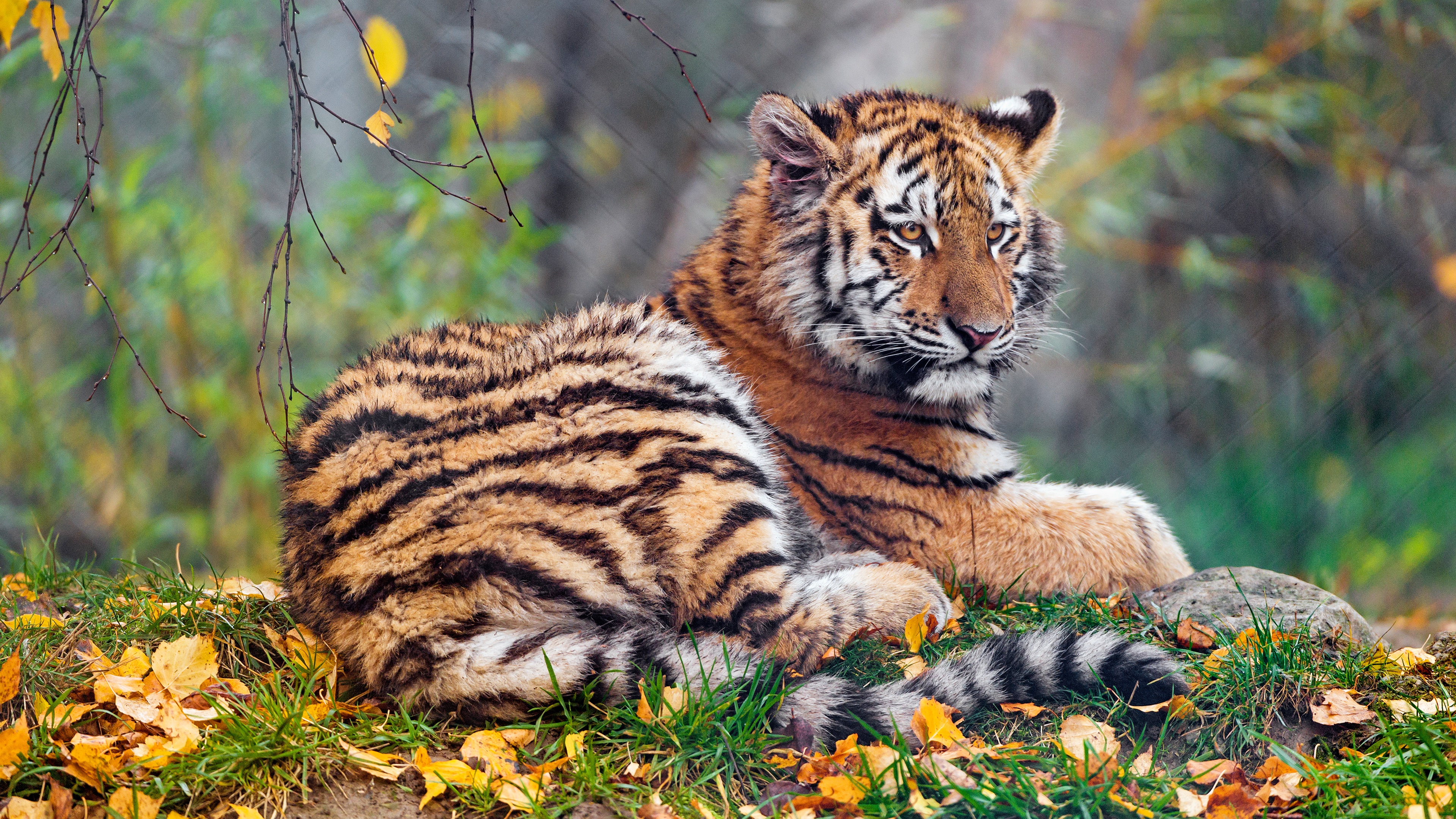 Free download wallpaper Cats, Tiger, Animal, Baby Animal, Cub on your PC desktop