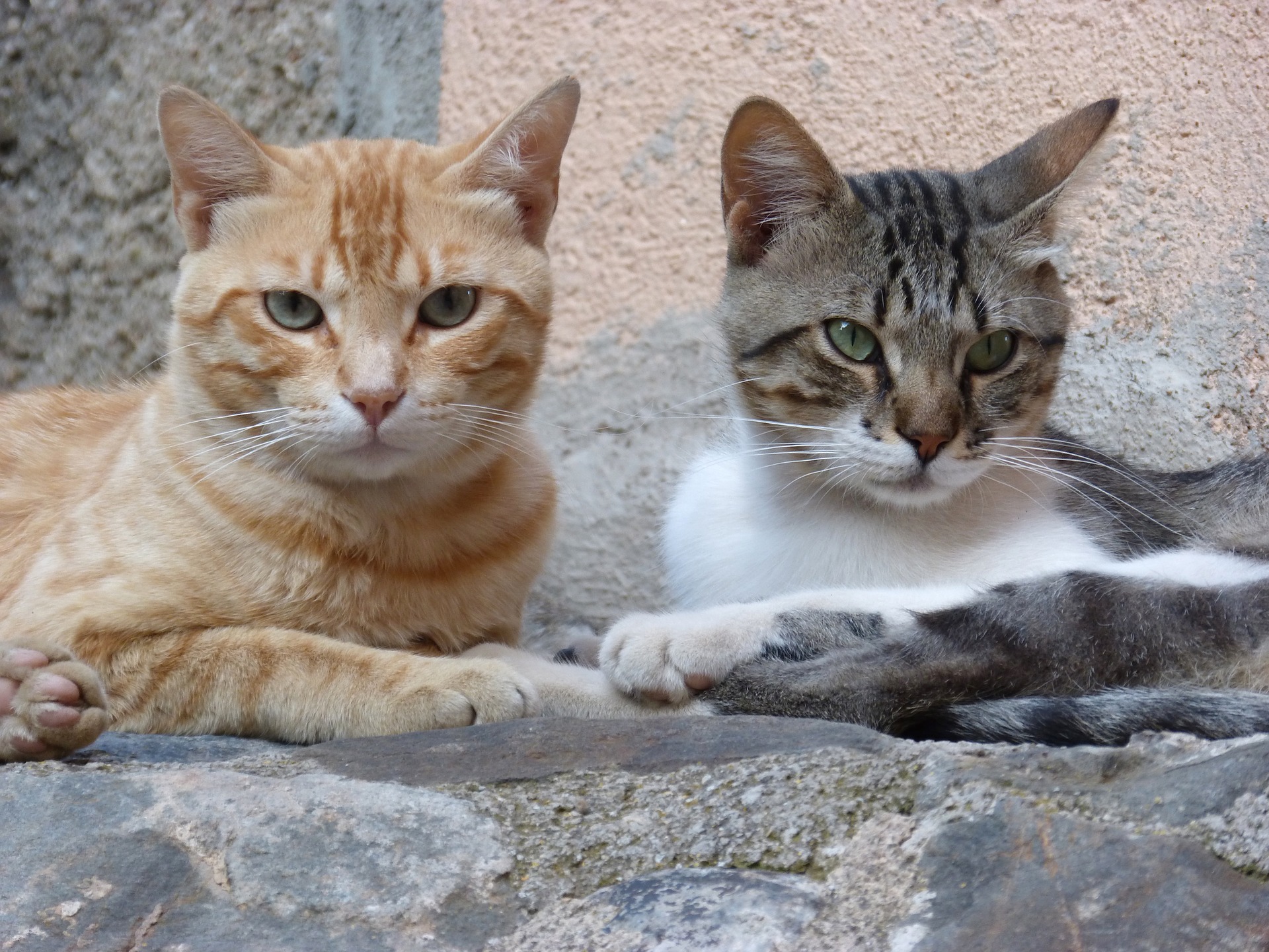 Baixar papel de parede para celular de Gato, Gatos, Animais gratuito.