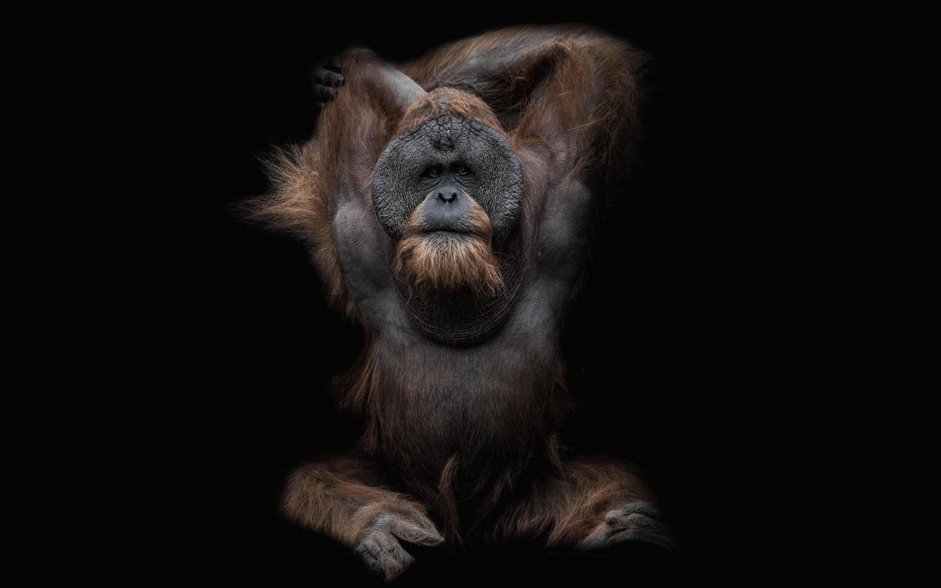 Download mobile wallpaper Monkeys, Animal, Orangutan, Ape for free.