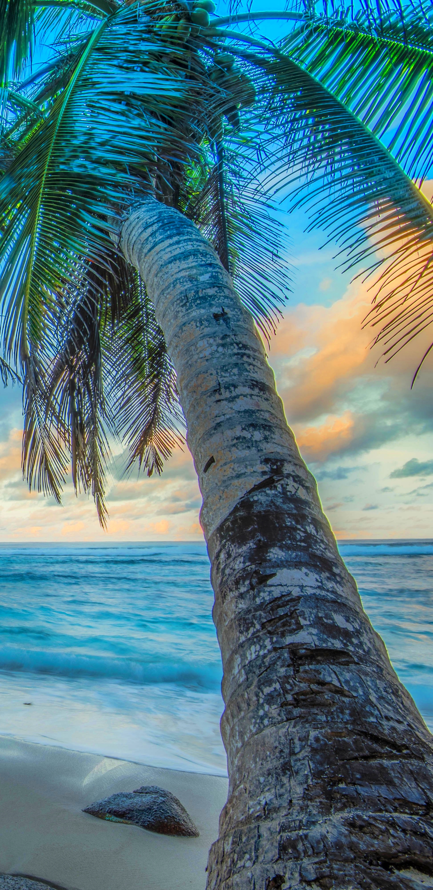 Скачать картинку Пляж, Пальмы, Горизонт, Пальма, Hdr, Тропический, Фотографии в телефон бесплатно.