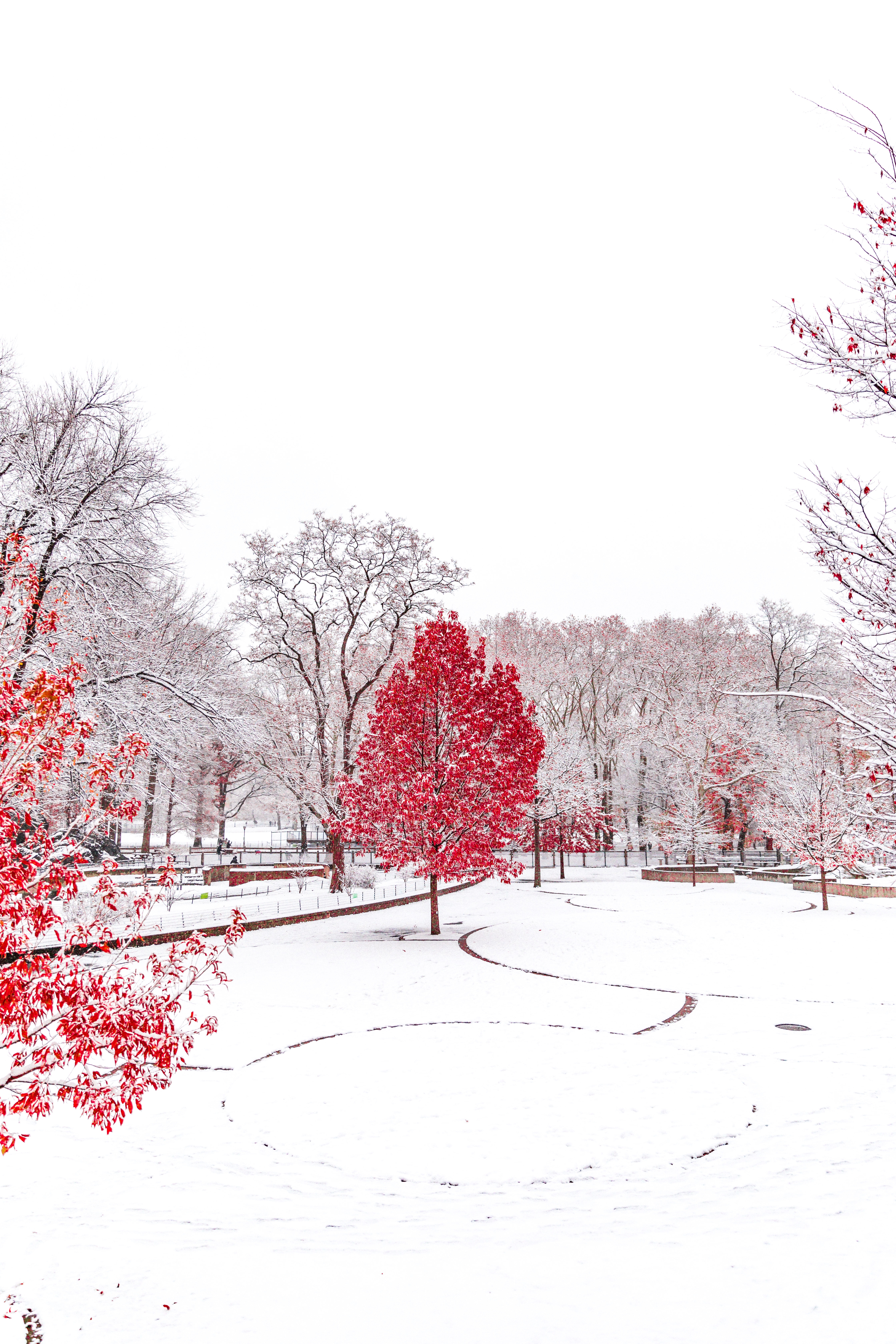 Baixe gratuitamente a imagem Natureza, Árvores, Neve, Inverno, O Parque, Parque na área de trabalho do seu PC