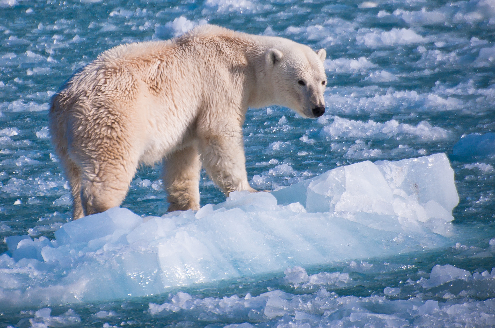 Download mobile wallpaper Ice, Bears, Bear, Animal, Polar Bear for free.