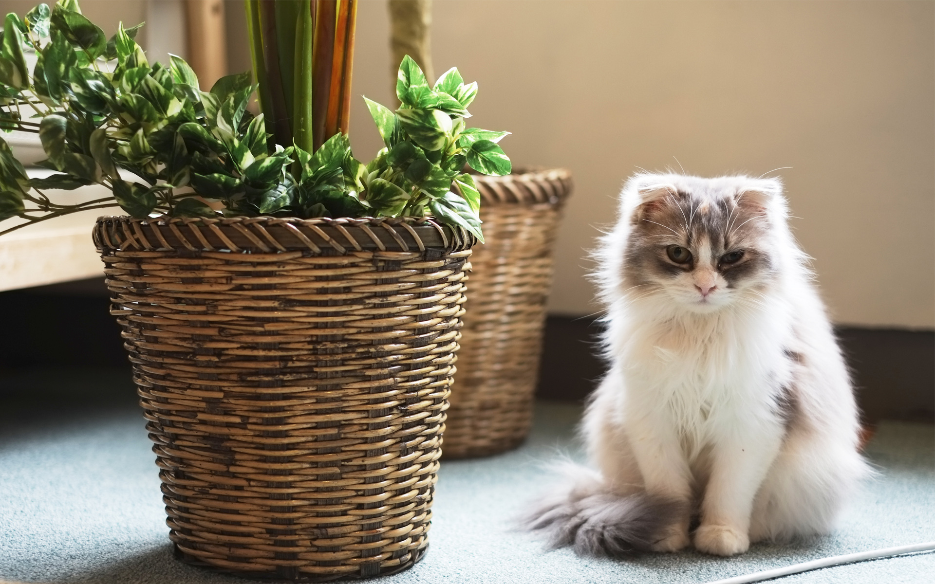 Téléchargez gratuitement l'image Animaux, Chats, Chat sur le bureau de votre PC