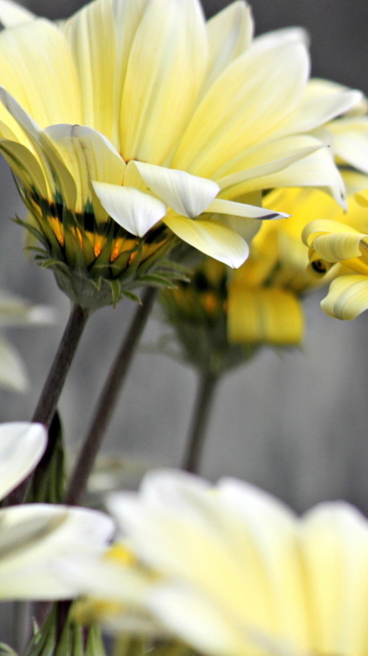 Descarga gratuita de fondo de pantalla para móvil de Flores, Flor, Tierra/naturaleza.