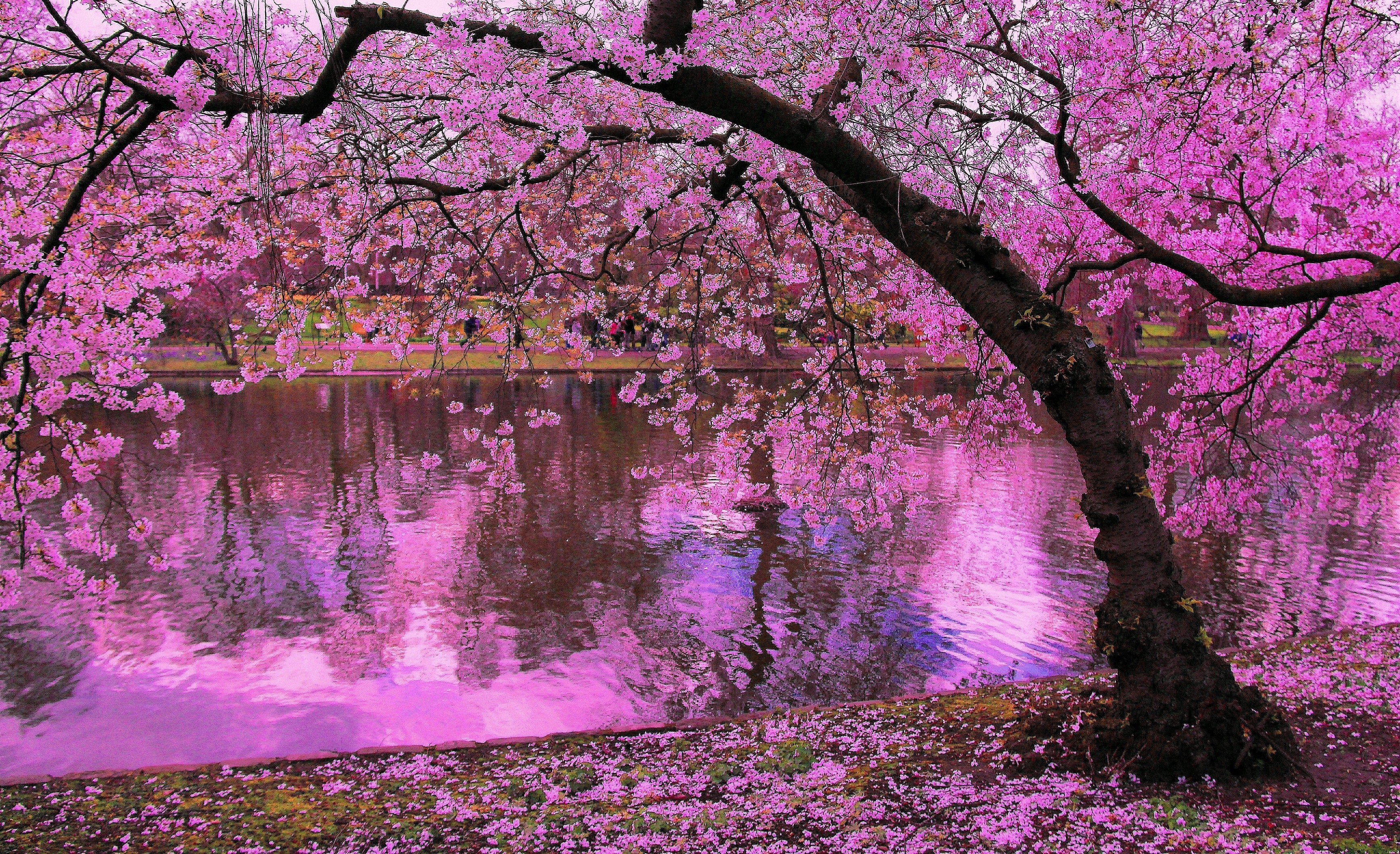 1499618 télécharger l'image fleur rose, sakura, terre/nature, fleur, étang, réflexion, arbre - fonds d'écran et économiseurs d'écran gratuits