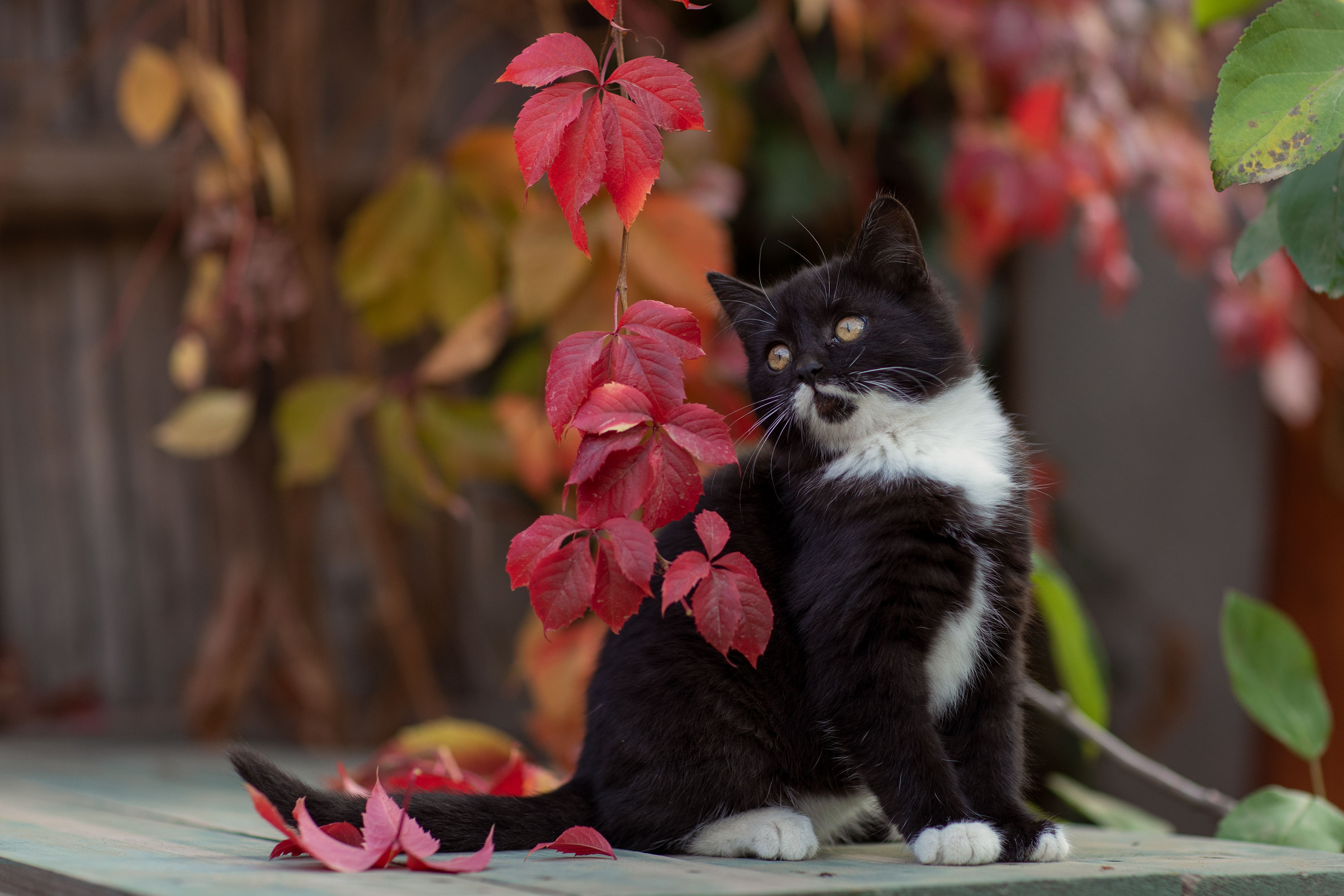 Baixar papel de parede para celular de Animais, Gatos, Gato, Gatinho, Animal Bebê gratuito.