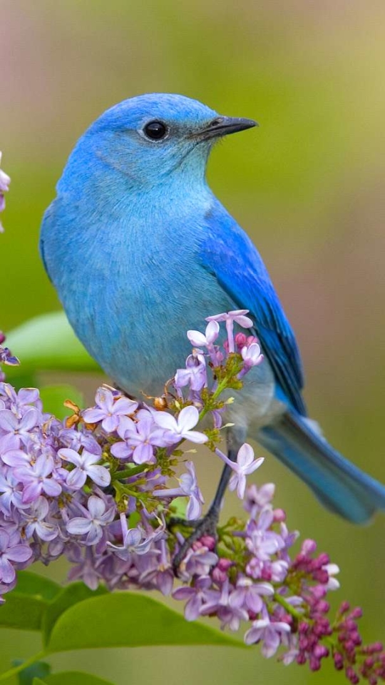 無料モバイル壁紙動物, 鳥, 青い鳥をダウンロードします。