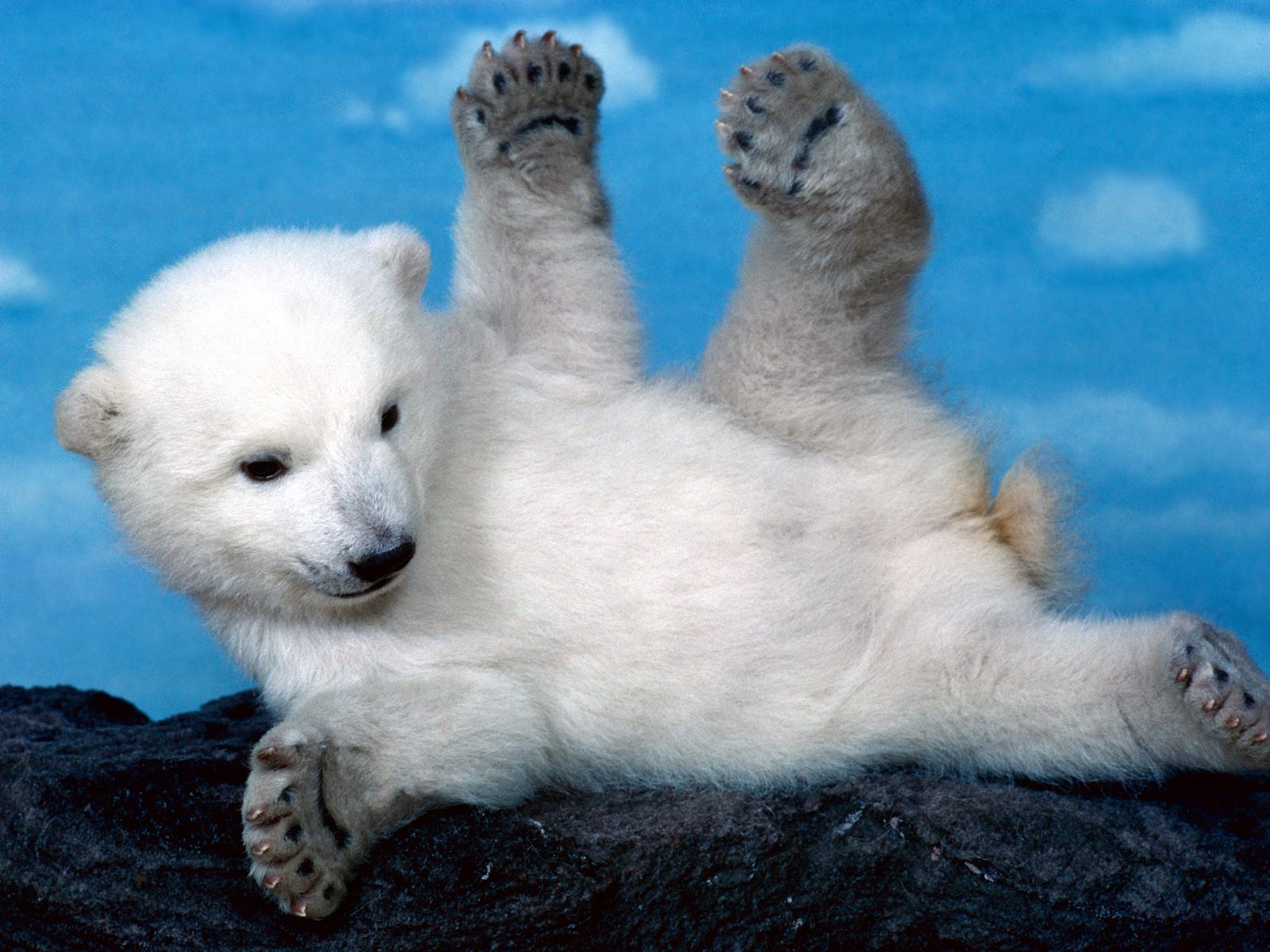 521943 скачать обои медведи, полярный медведь, животные - заставки и картинки бесплатно